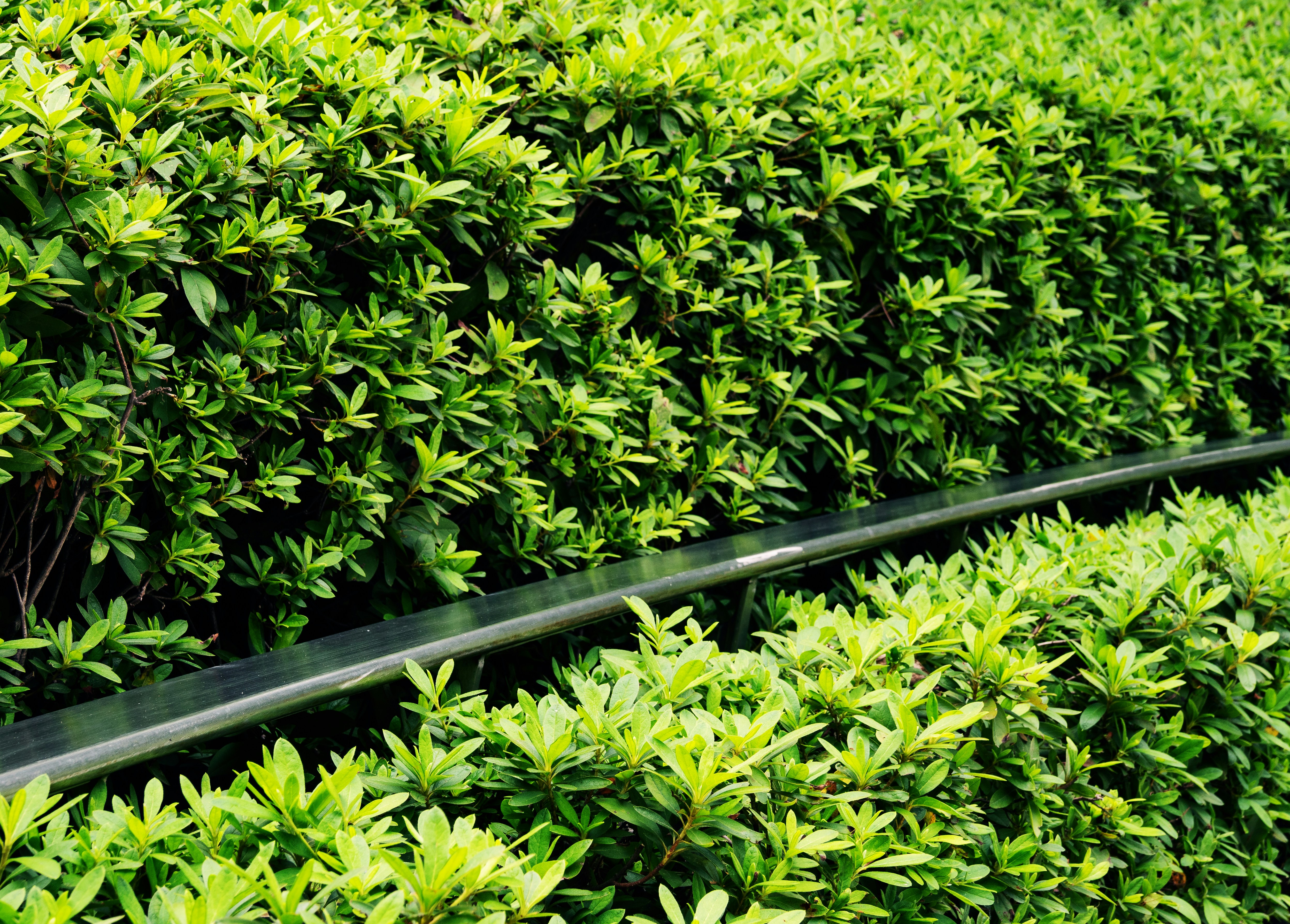 A row of bushes that are next to each other photo – Free Lujiazui Image ...