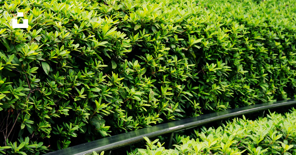 A row of bushes that are next to each other photo – Free Lujiazui Image ...