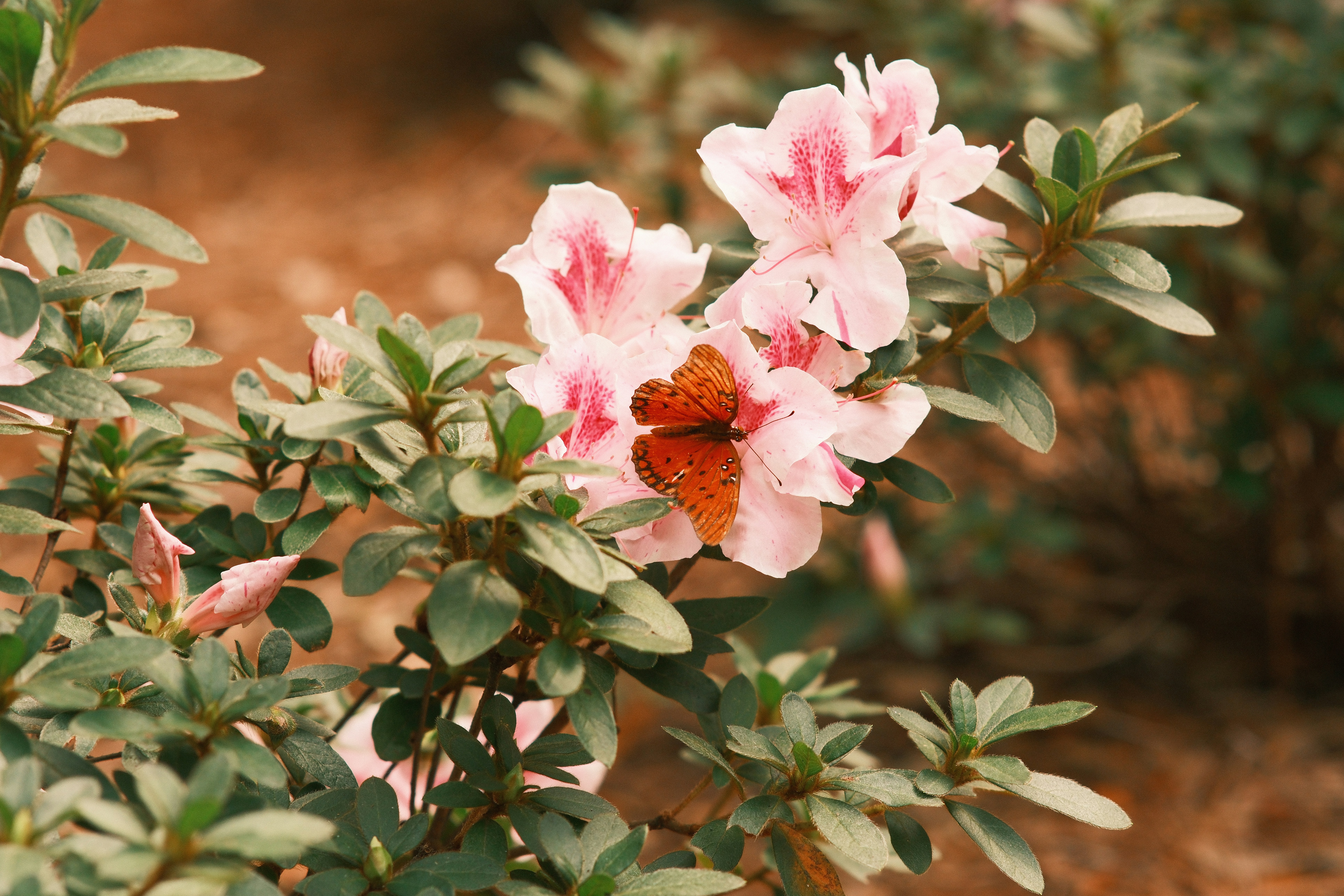 A bush with pink flowers and green leaves
