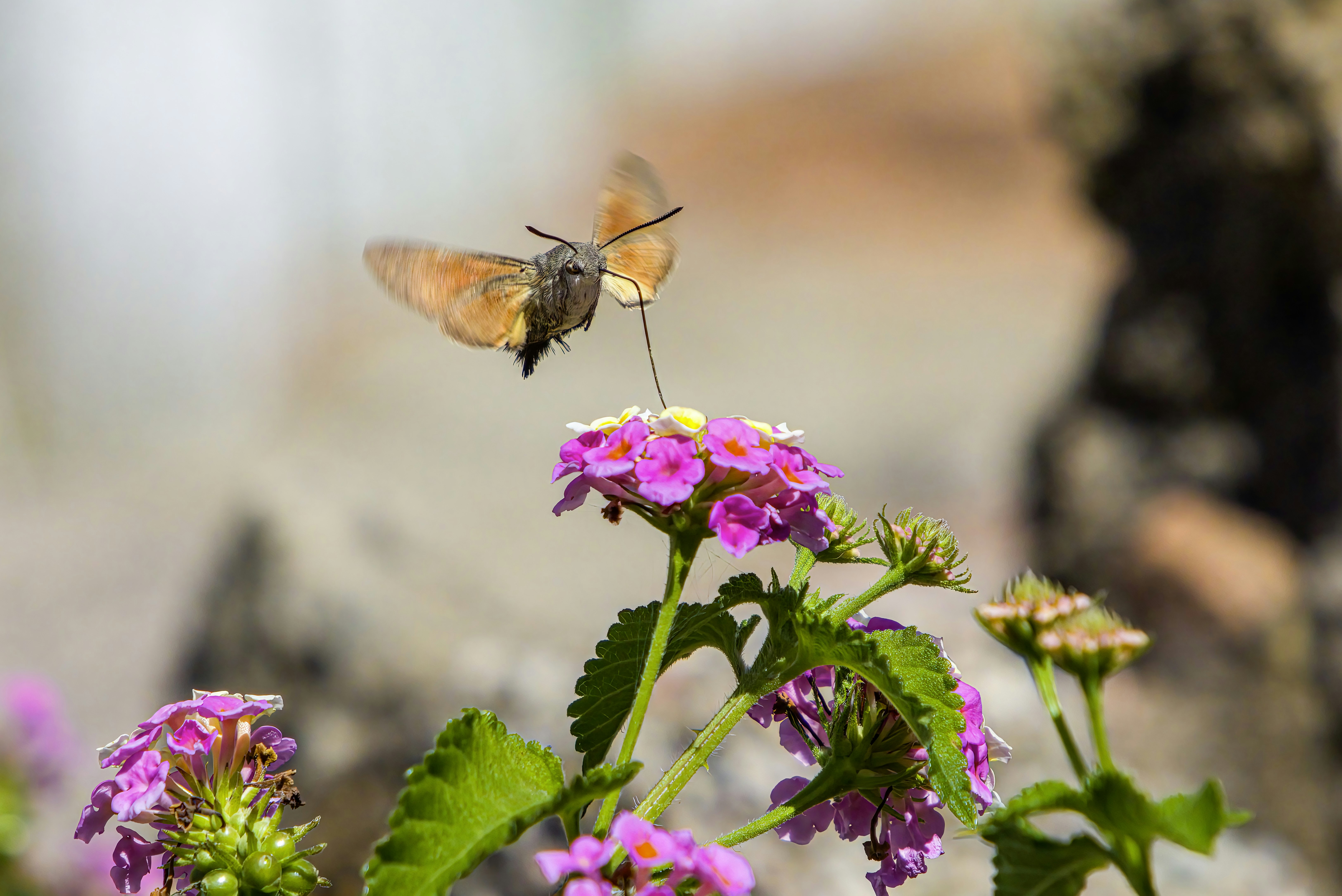 Photo by erik_karits