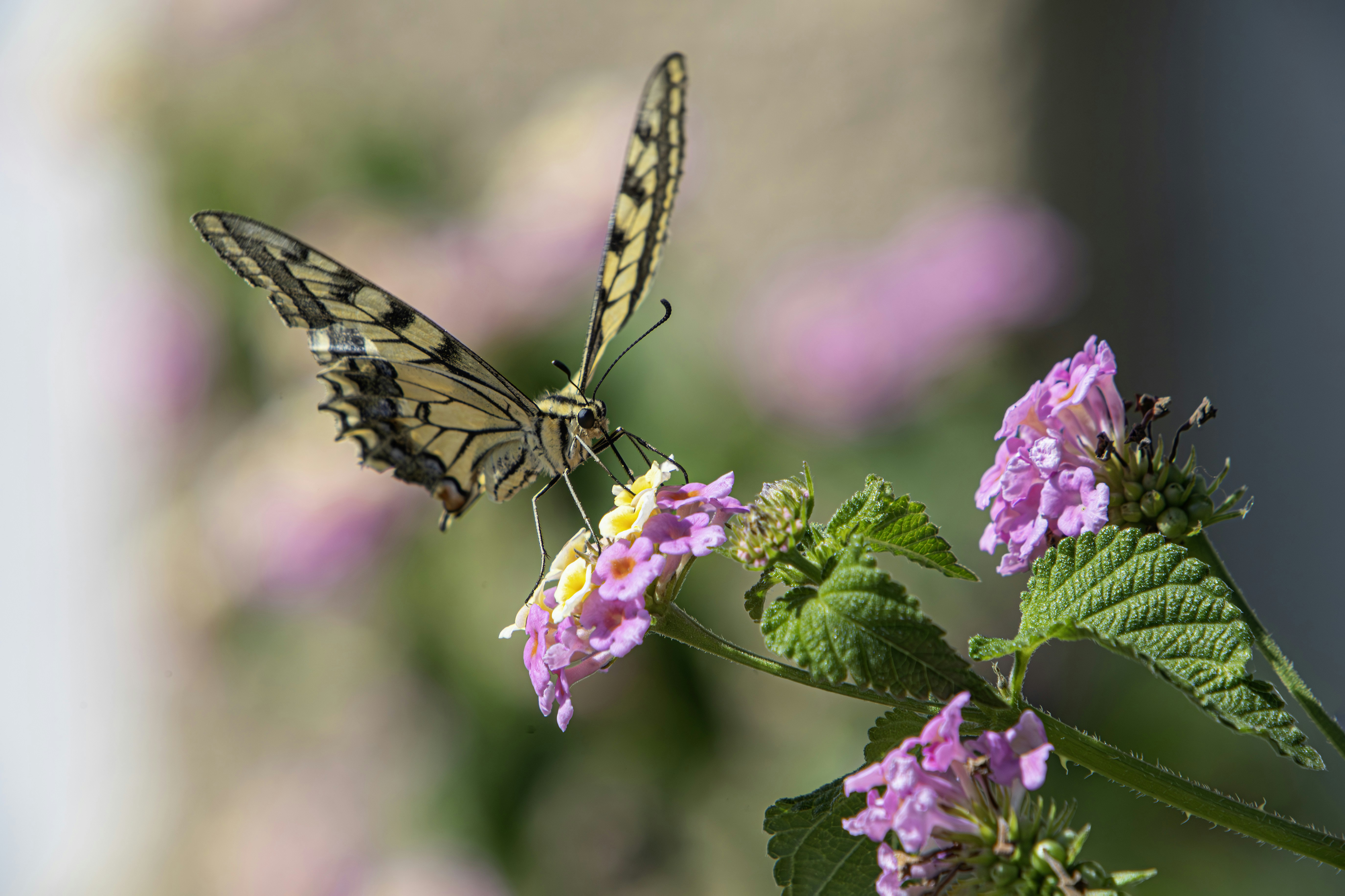 Photo by erik_karits