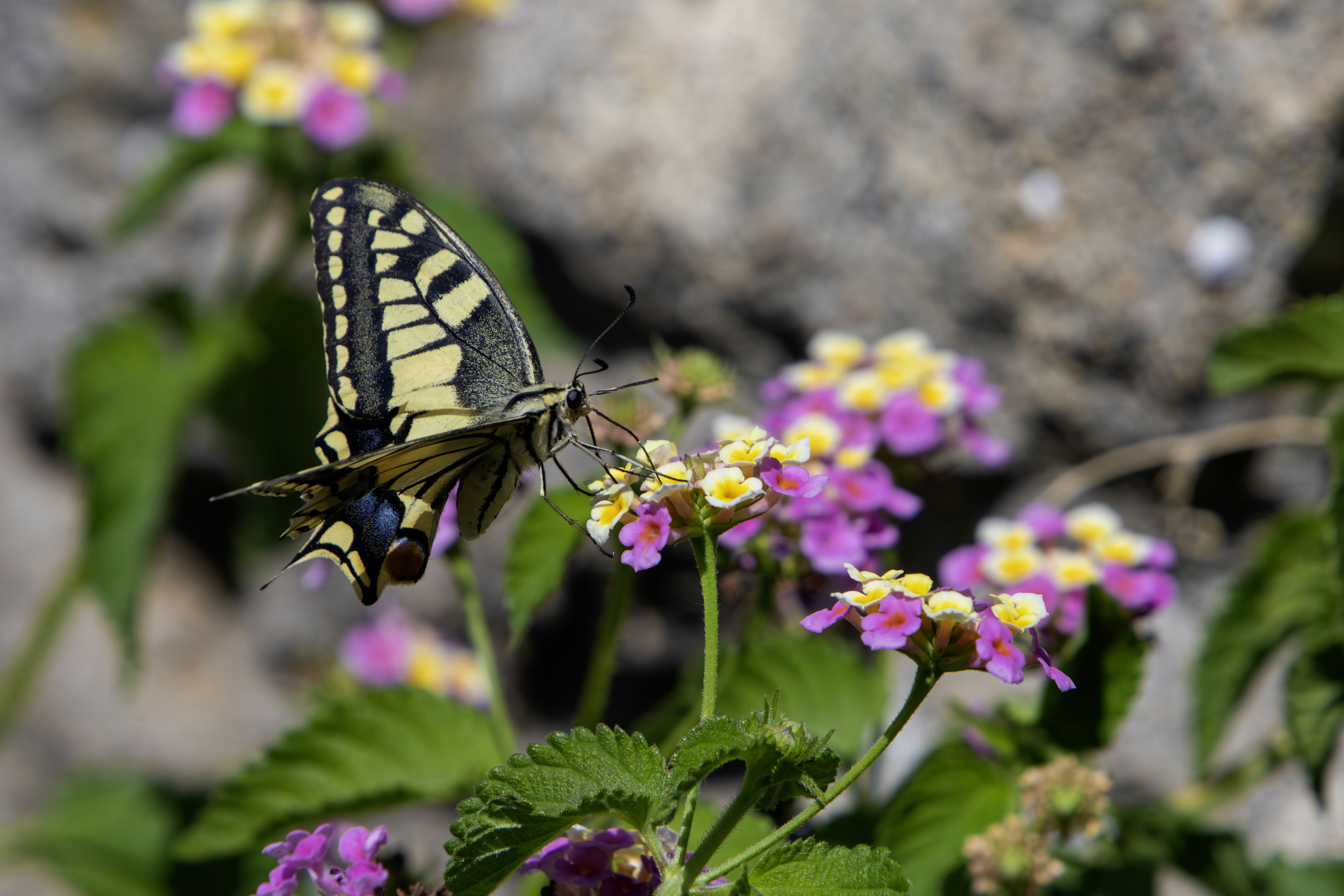 Photo by erik_karits