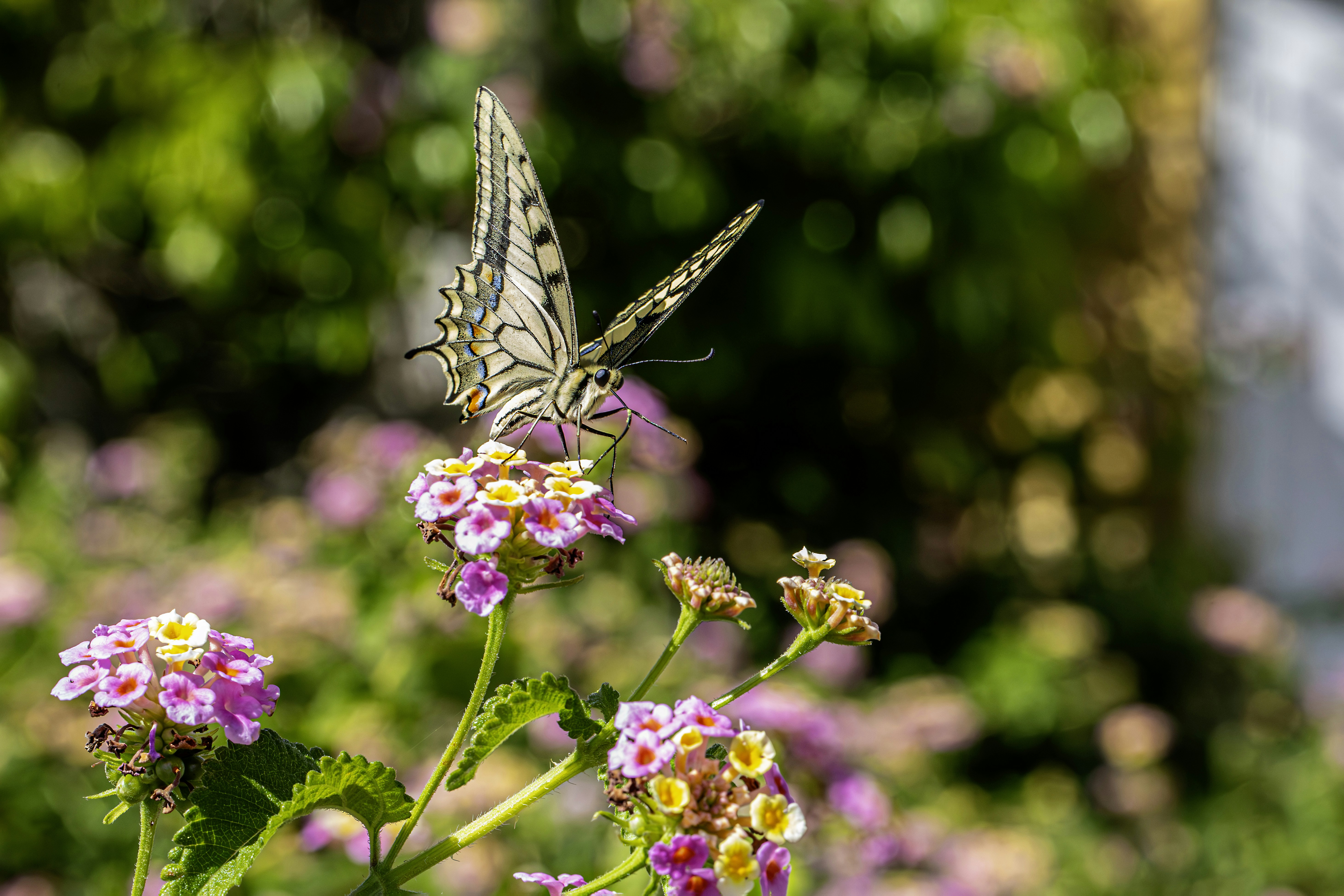 Photo by erik_karits