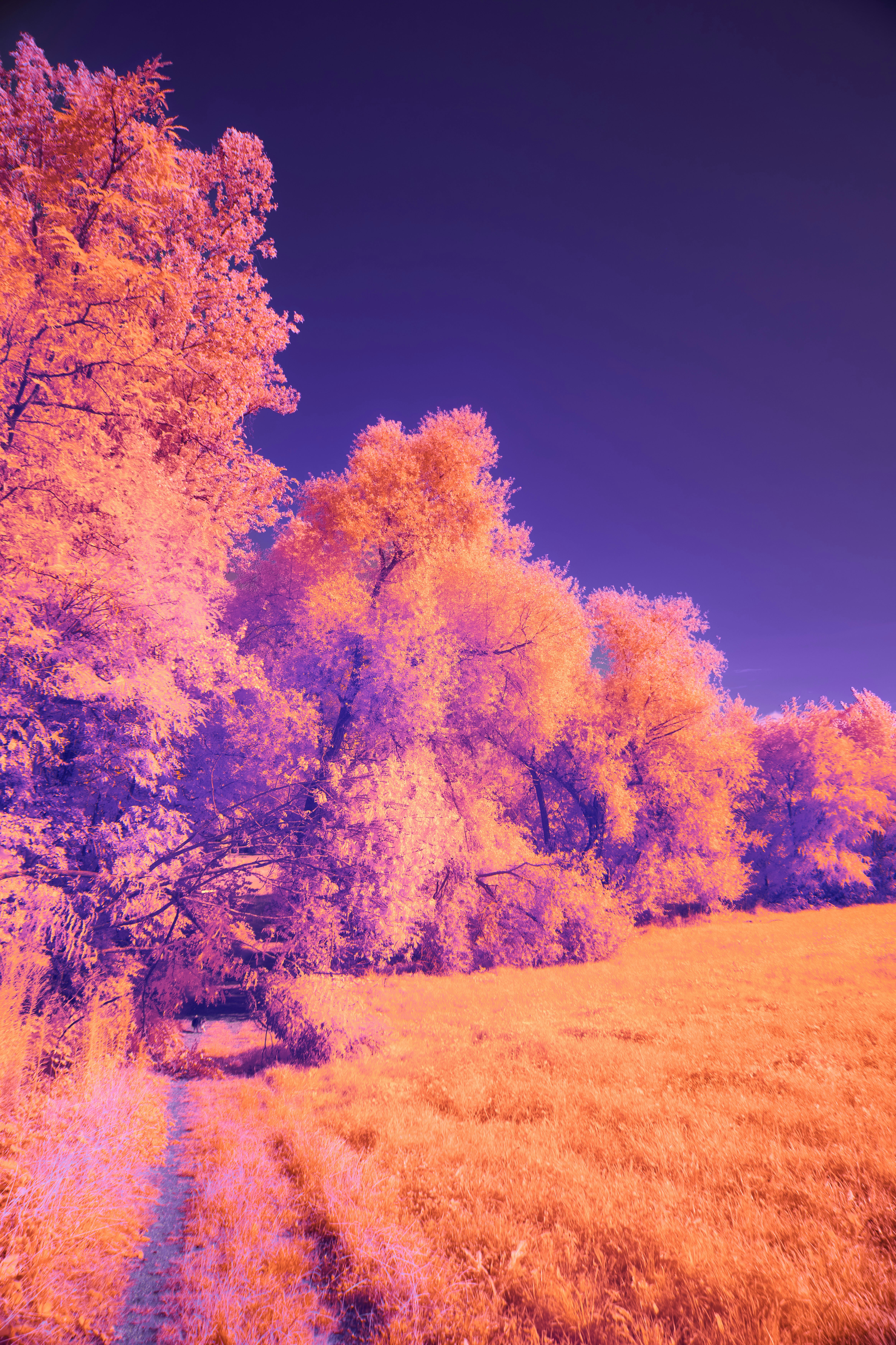 Photo by wolfgang_hasselmann