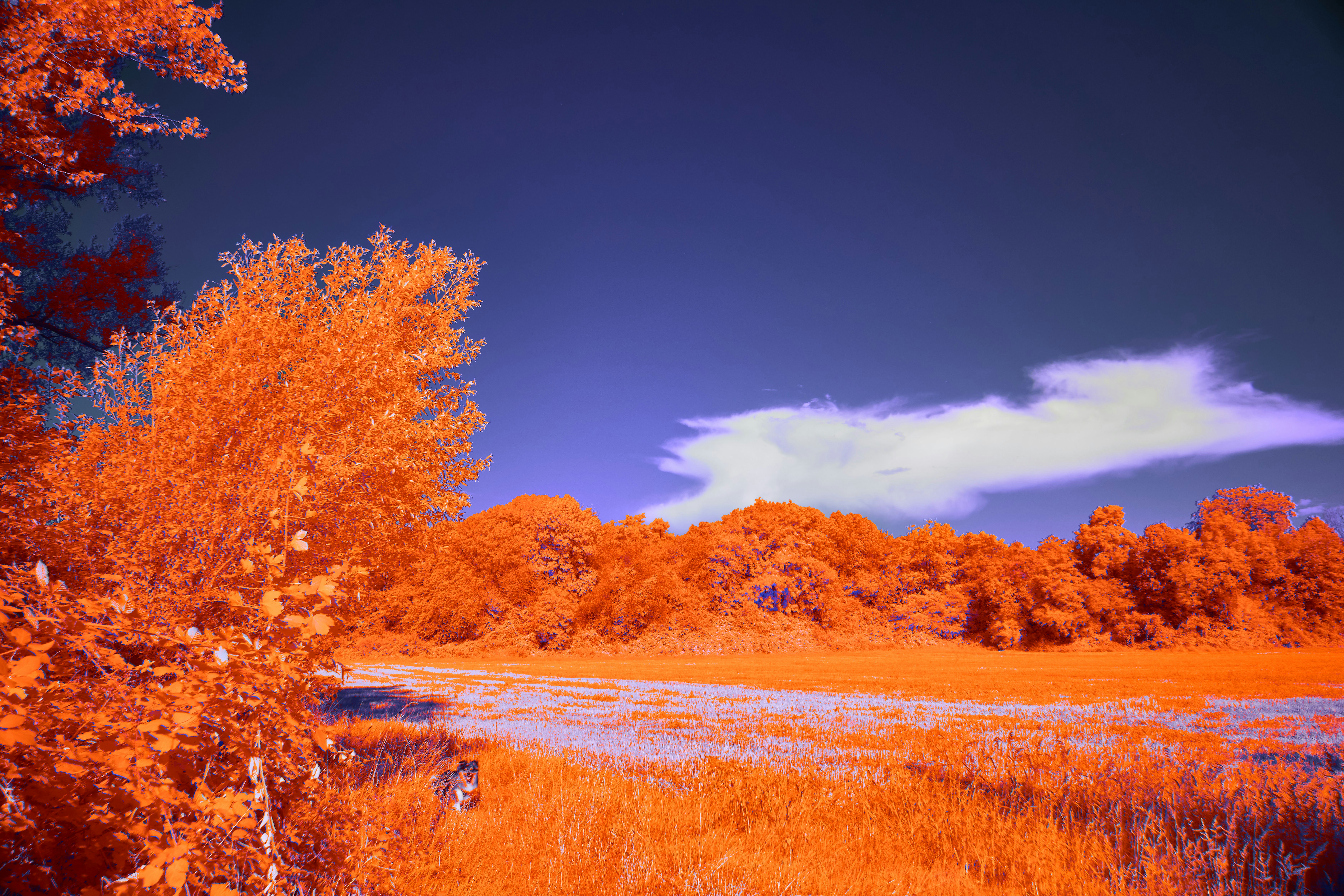 Photo by wolfgang_hasselmann