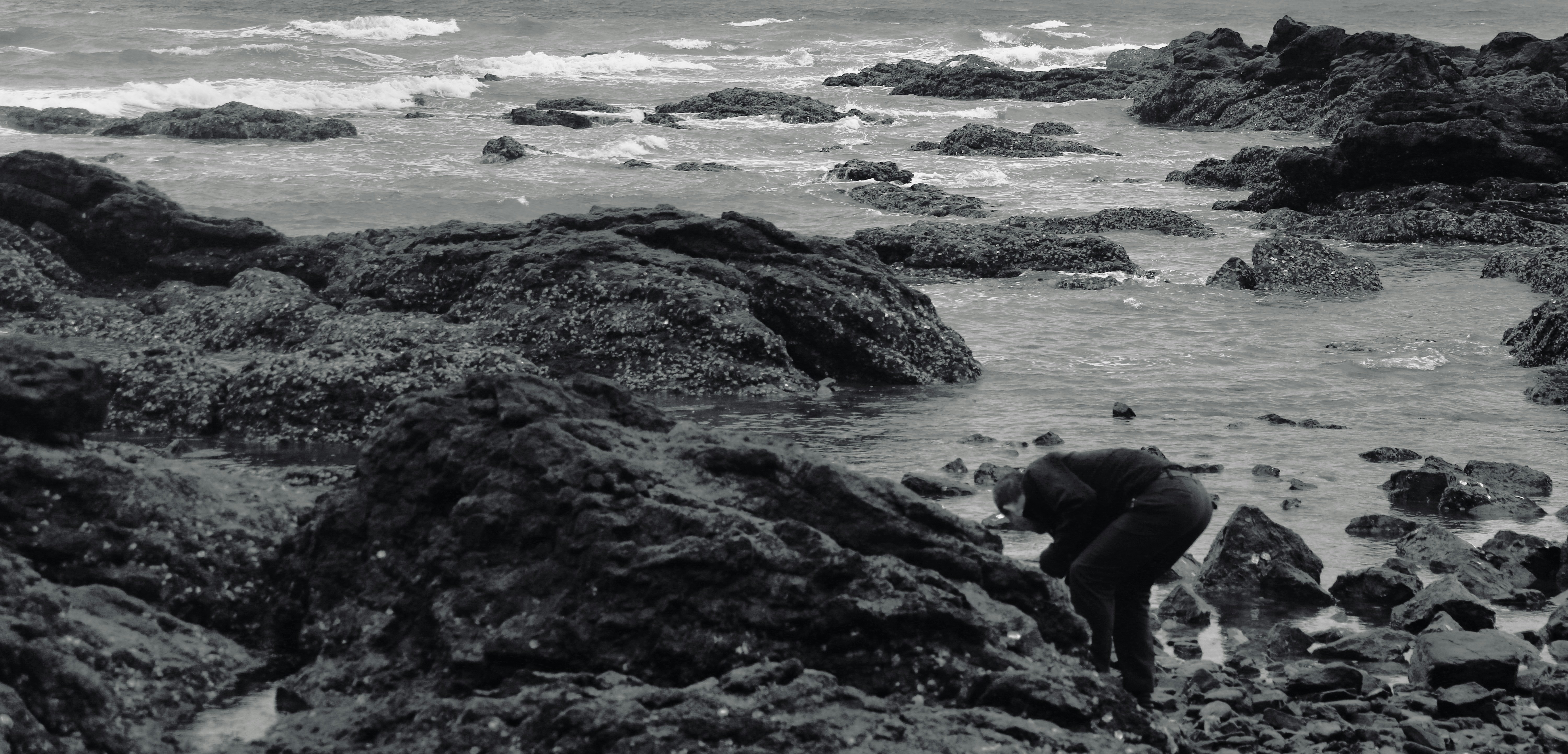 A black and white photo of a dog on a rocky beach (Photo by Selena Guan on Unsplash)
