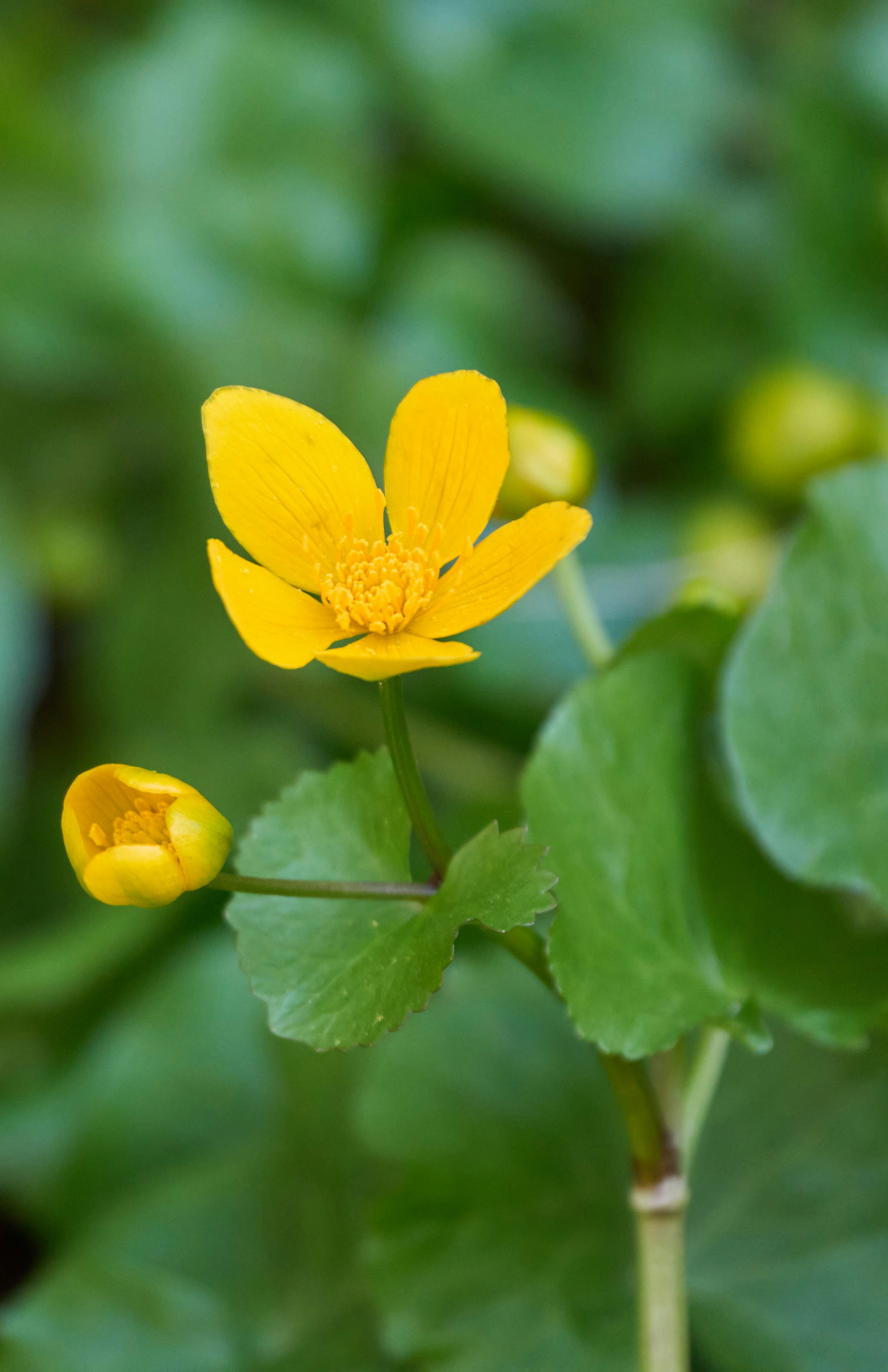 Photo by wolfgang_hasselmann