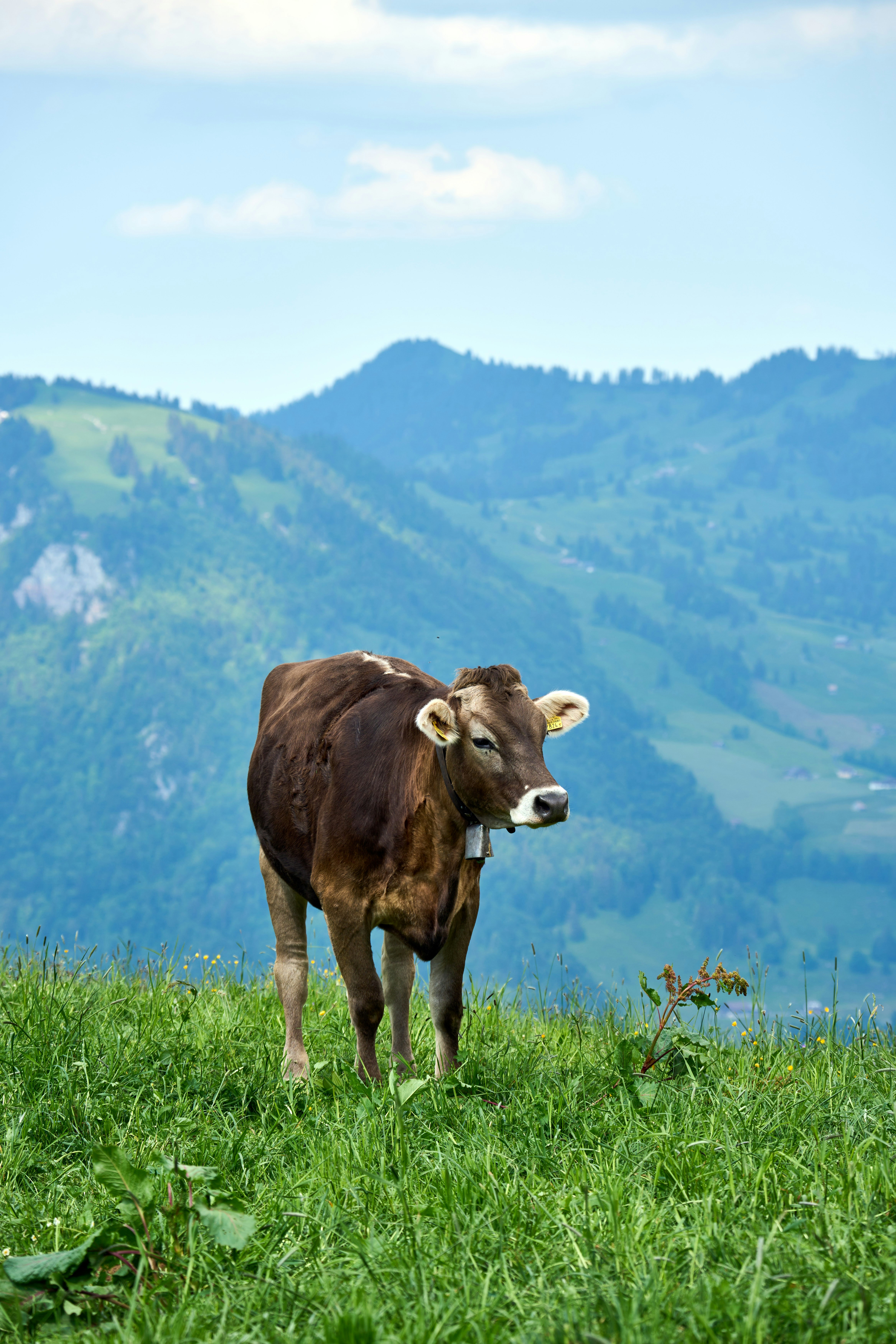 Photo by wolfgang_hasselmann