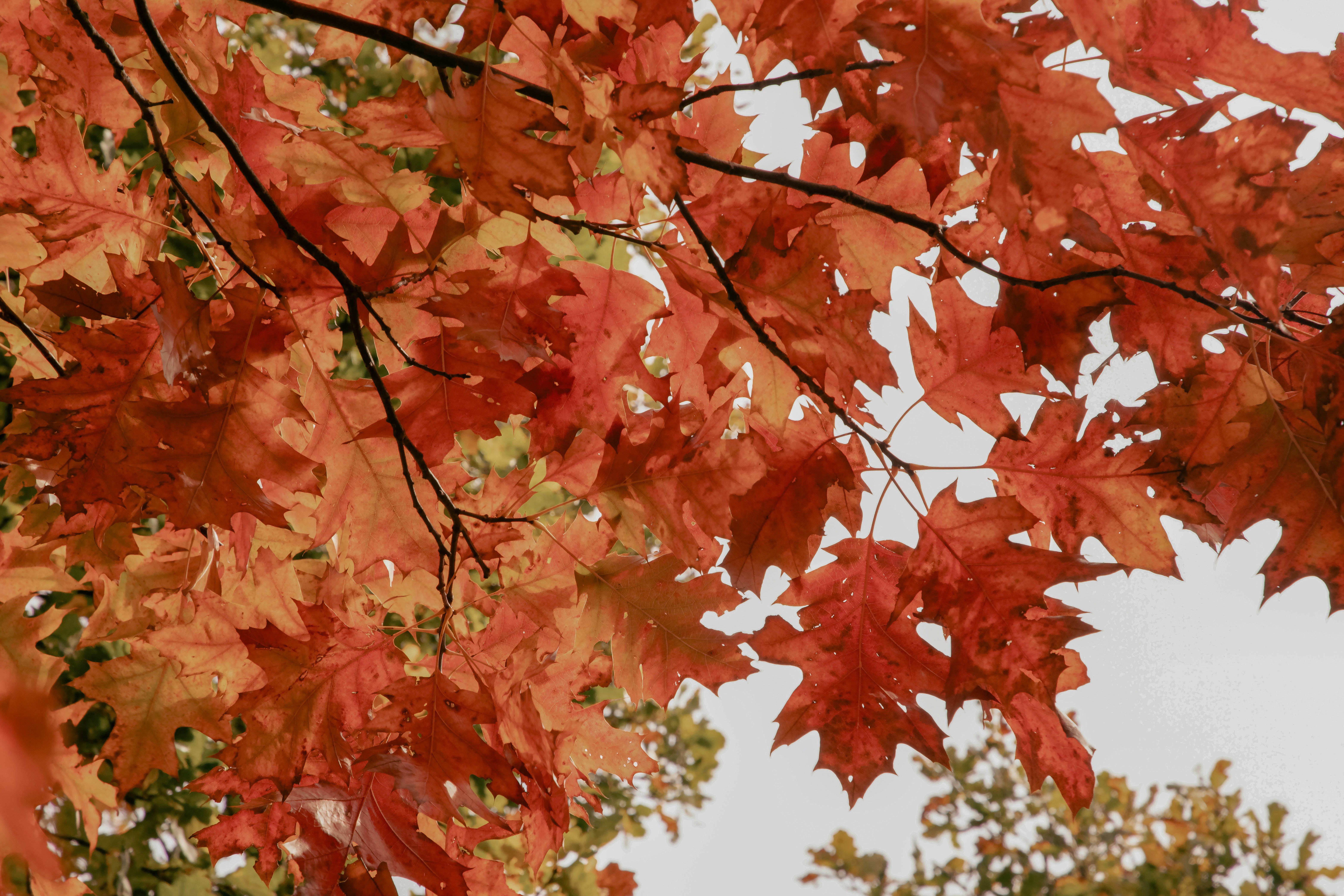 A tree with red leaves in the fall