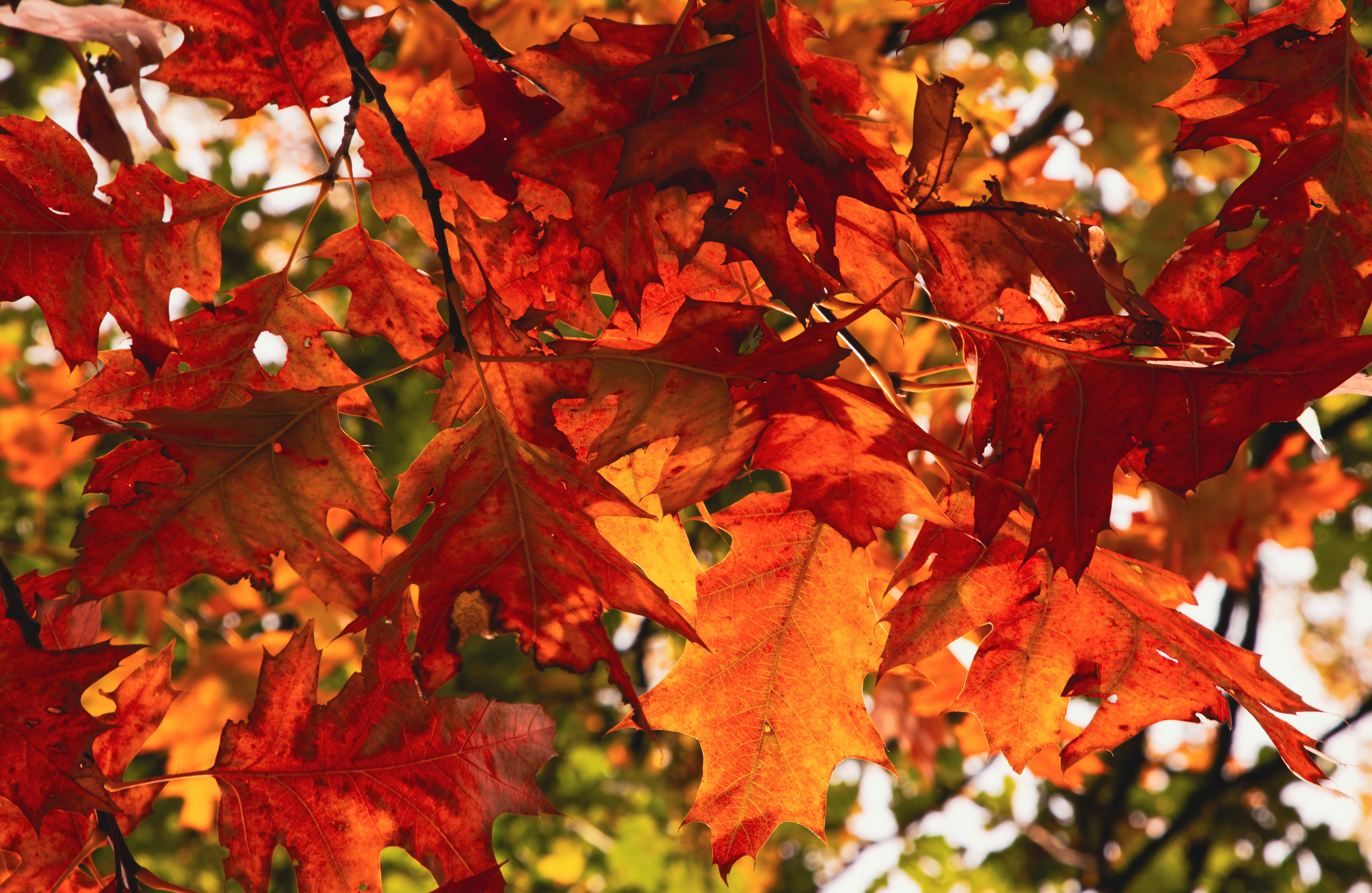 A bunch of leaves that are on a tree