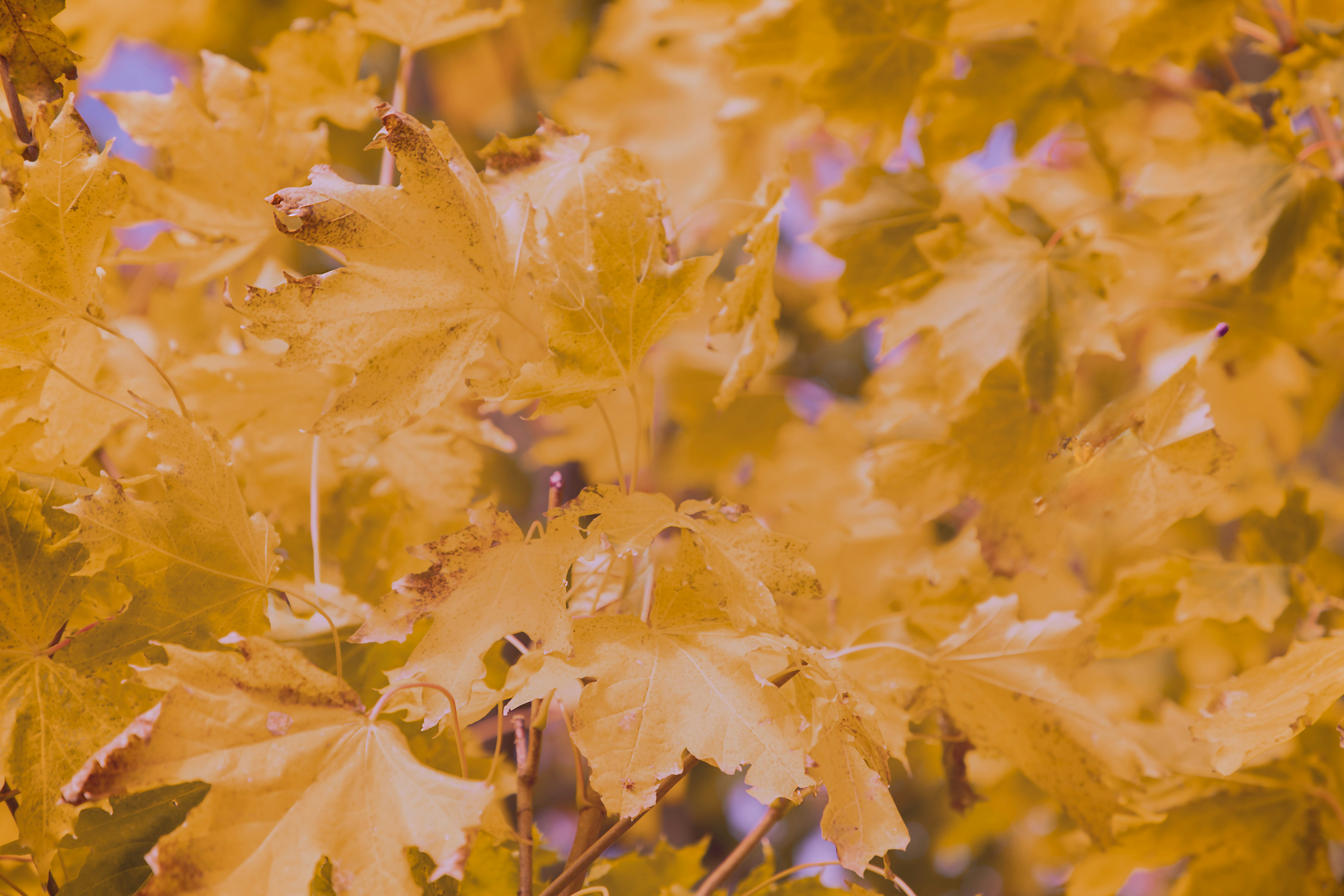 A close up of a tree with yellow leaves