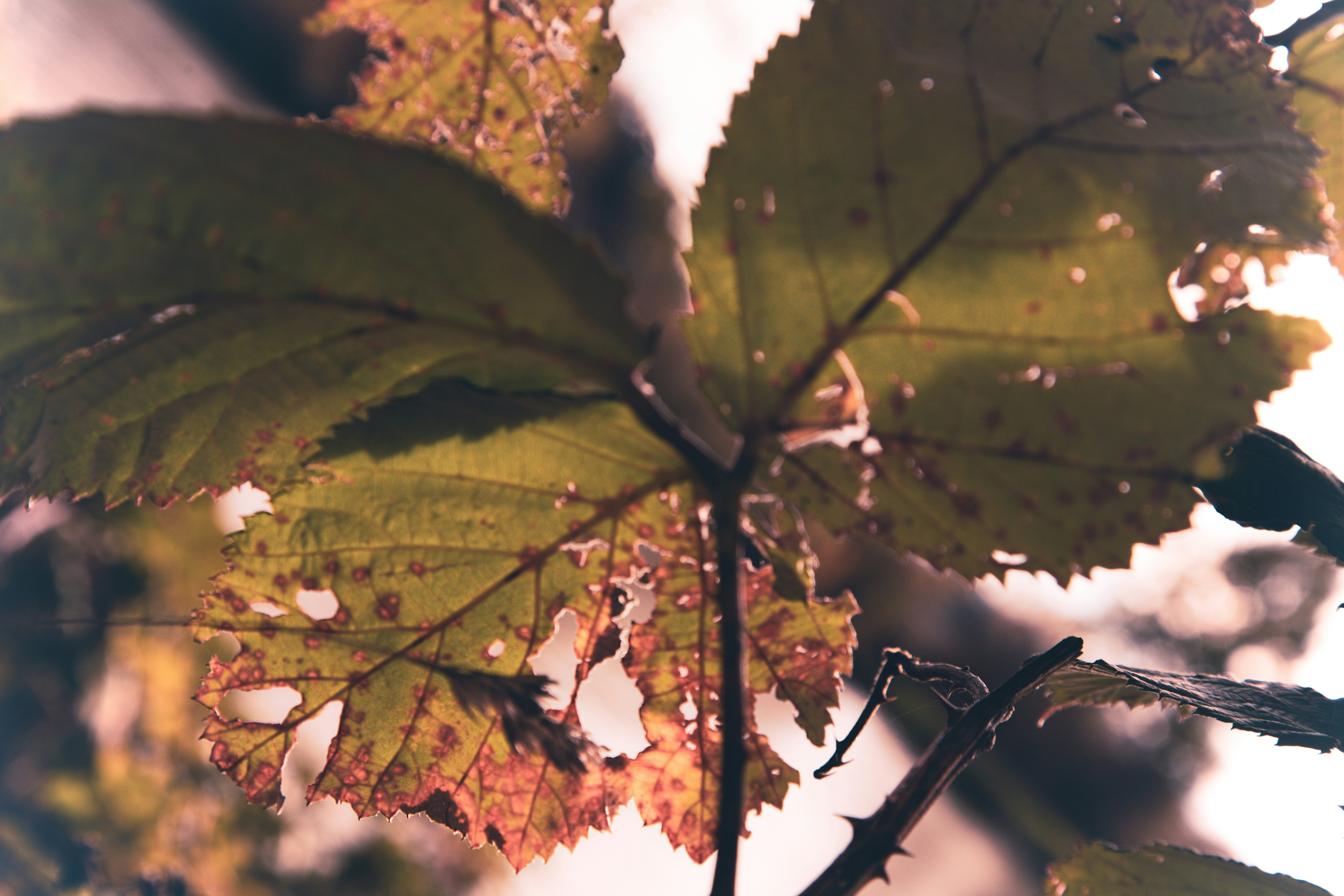 A close up of a leaf on a tree