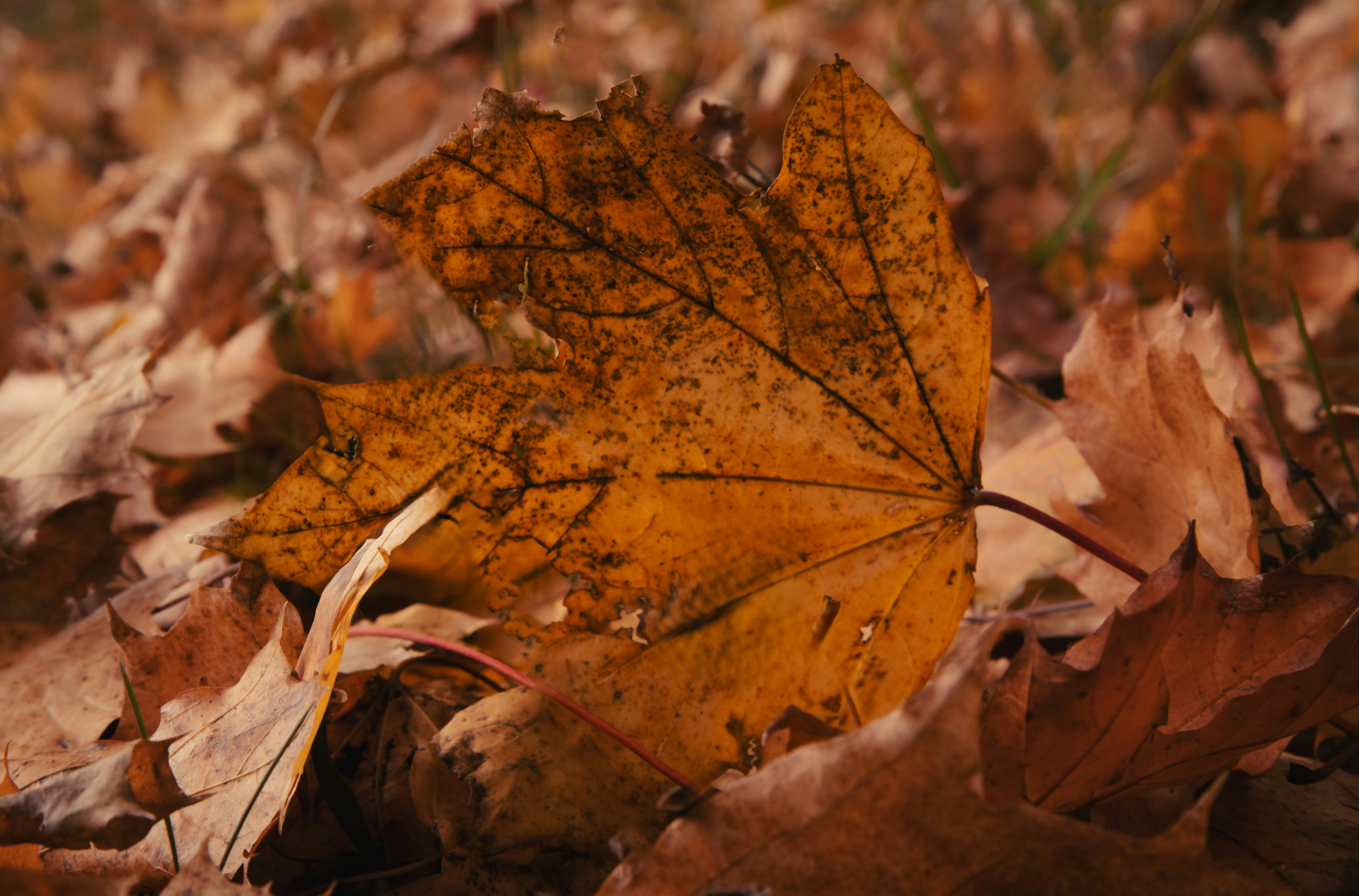 A yellow leaf laying on top of a pile of leaves