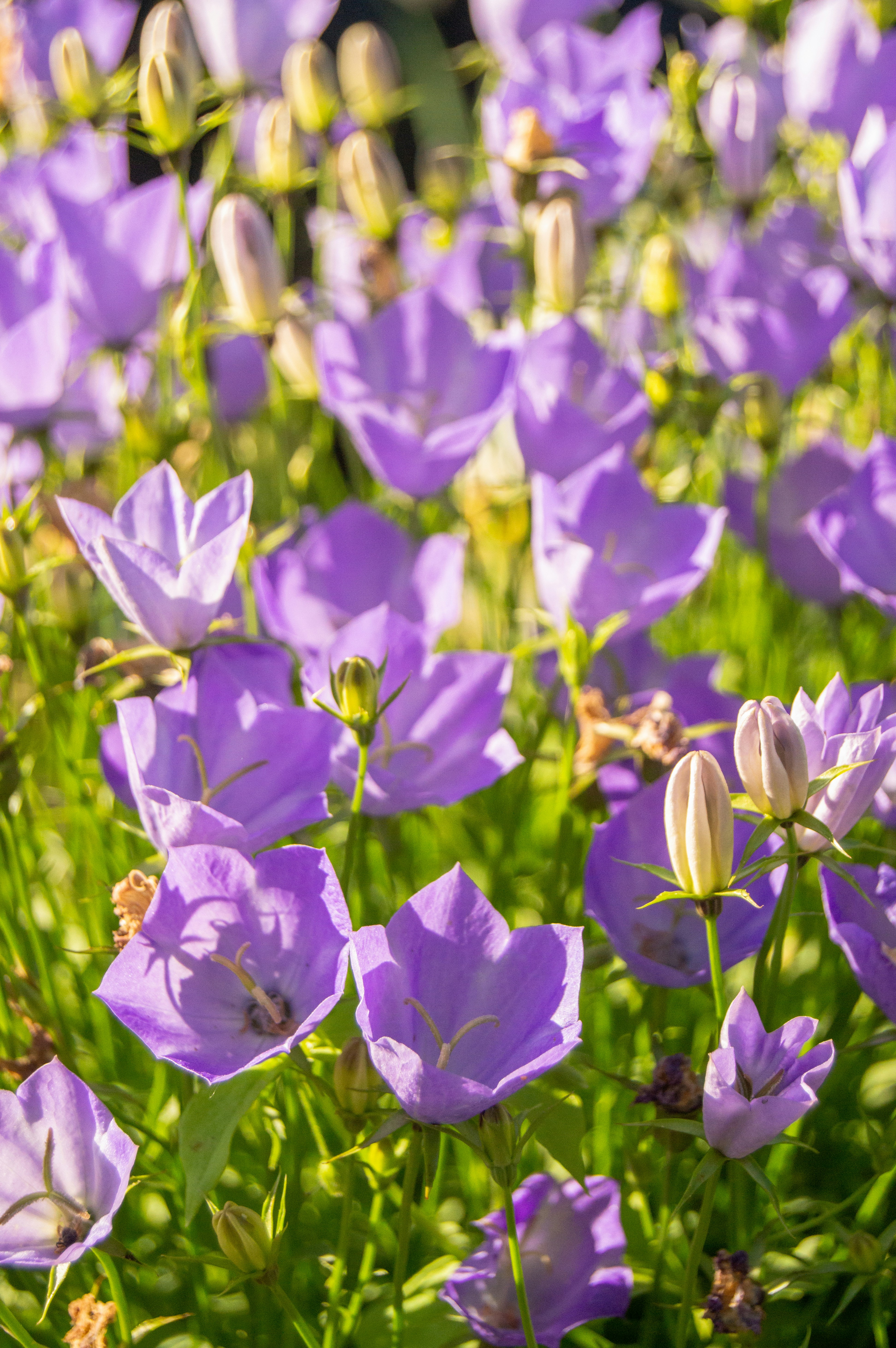 A field of purple flowers with green leaves