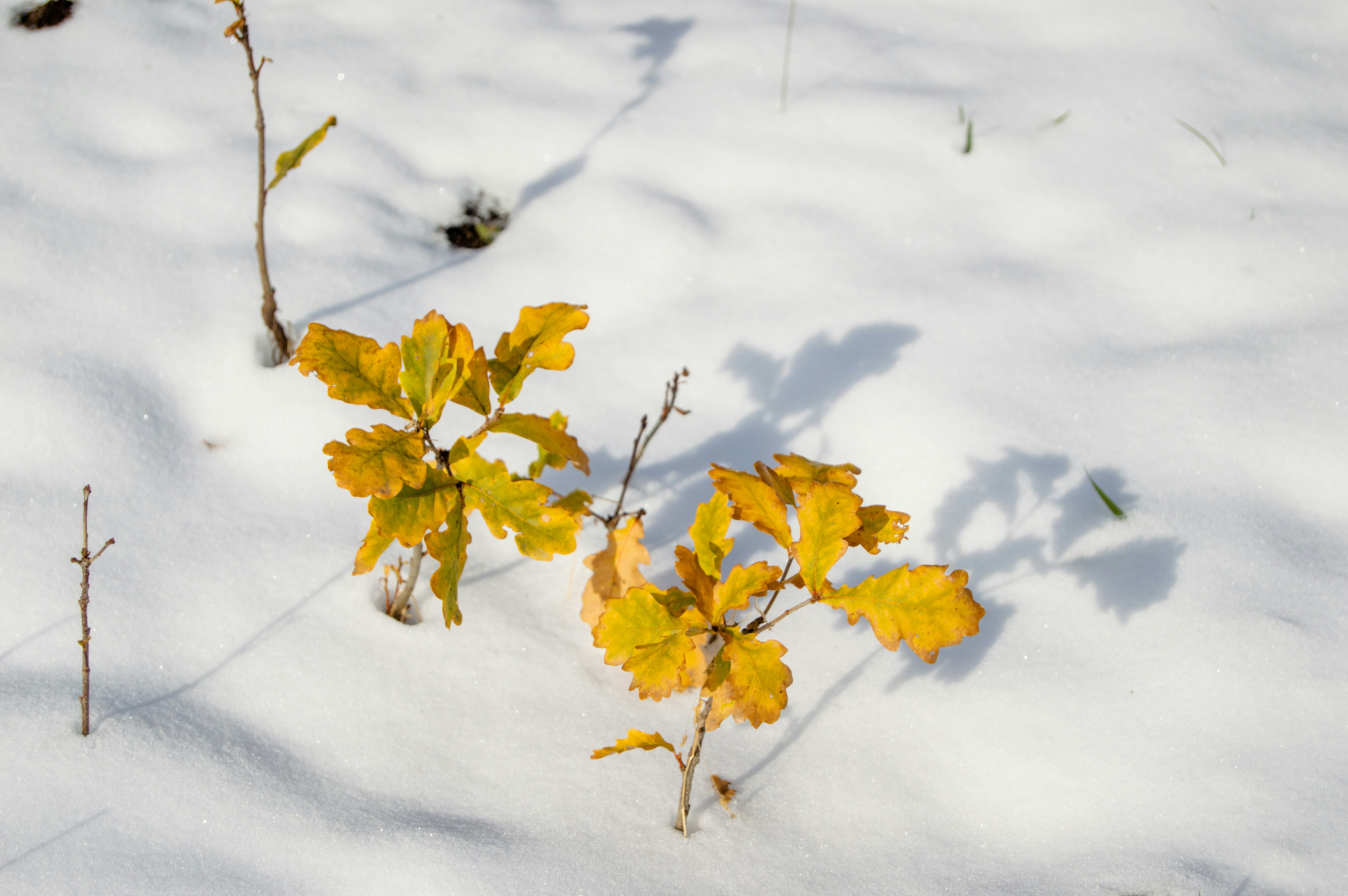 A small plant with yellow leaves in the snow