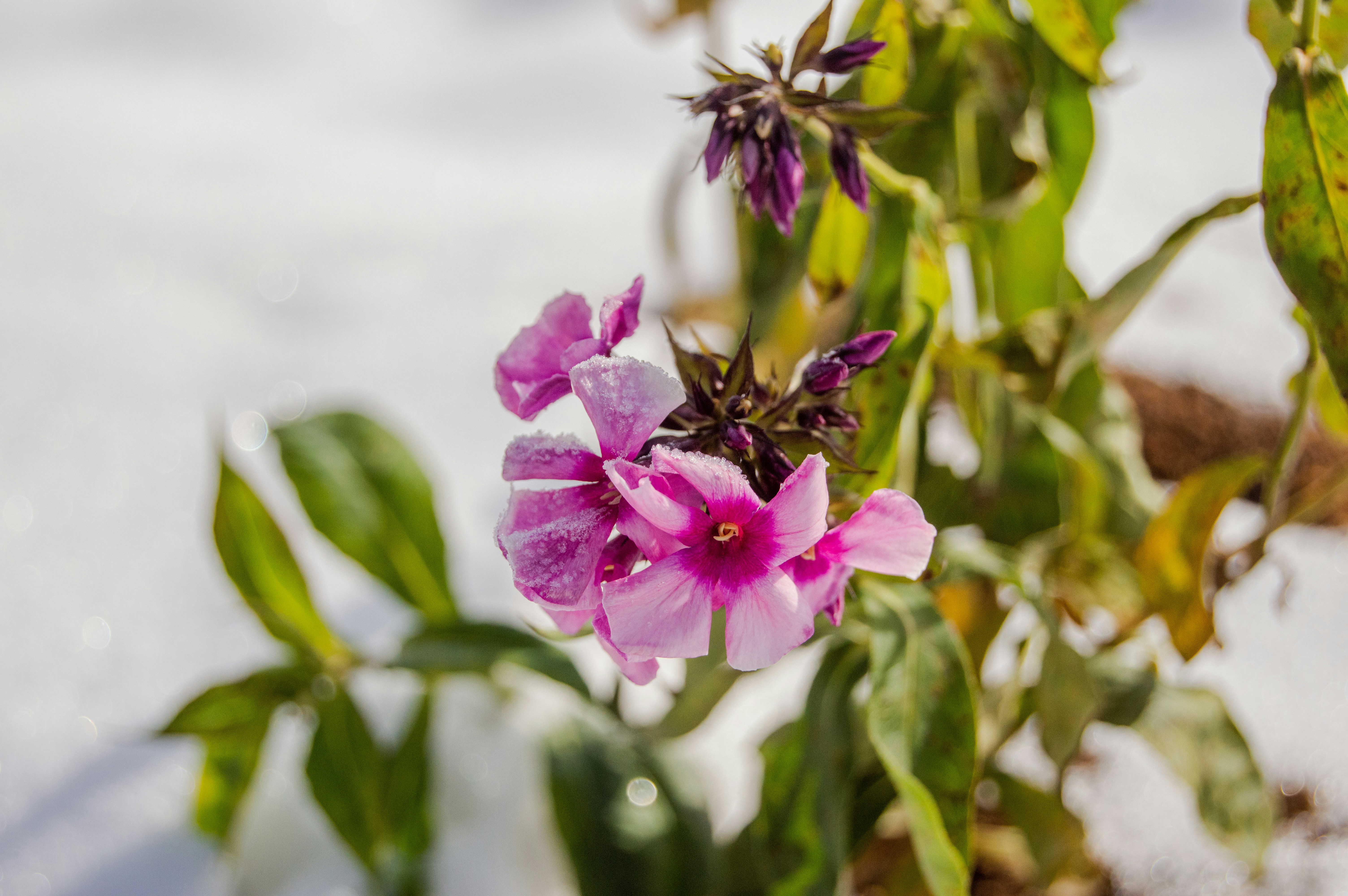 Photo by frosted_vulpes_ferrilata