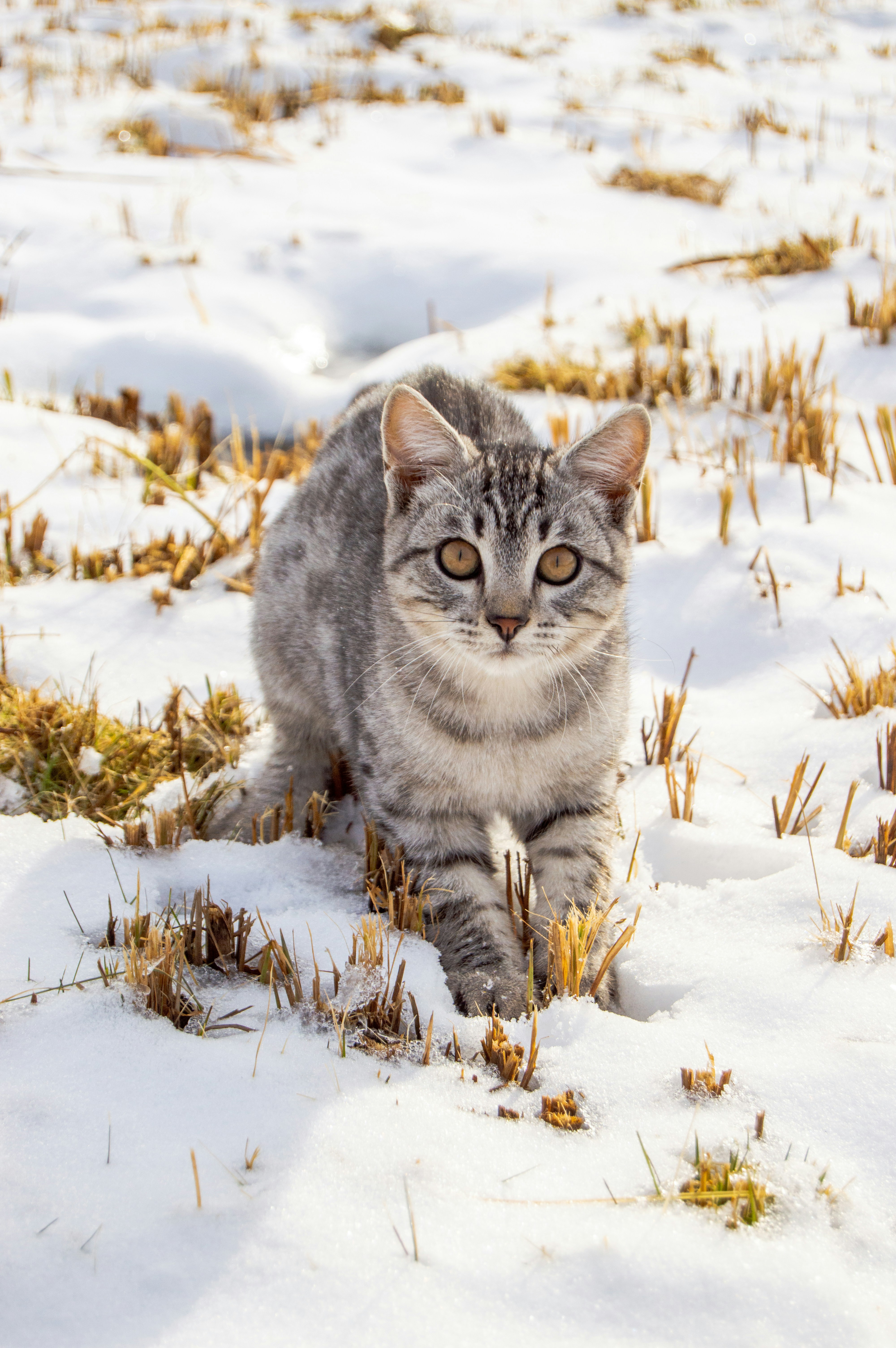 A cat walking through the snow in a field