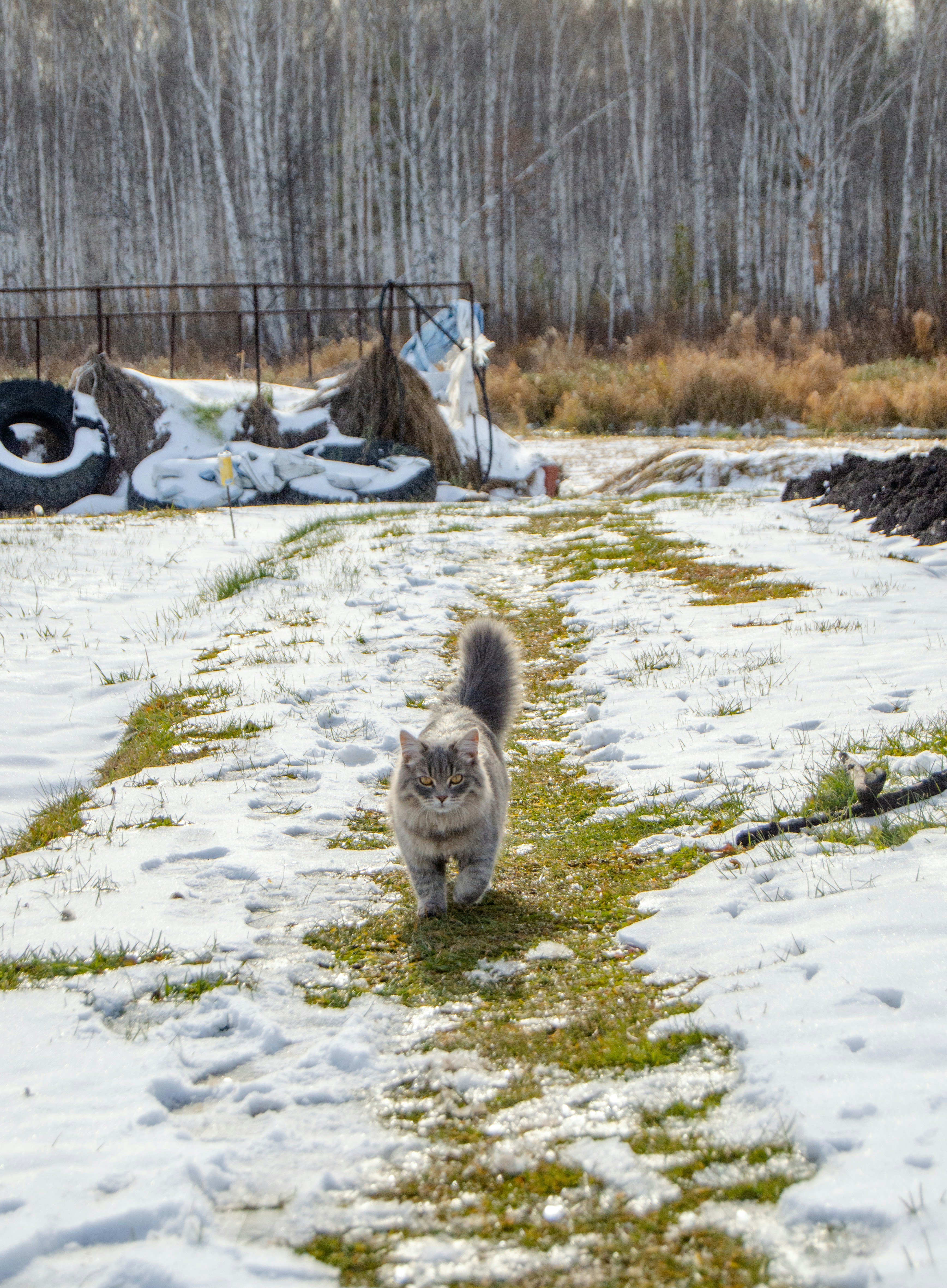 A cat walking across a snow covered field