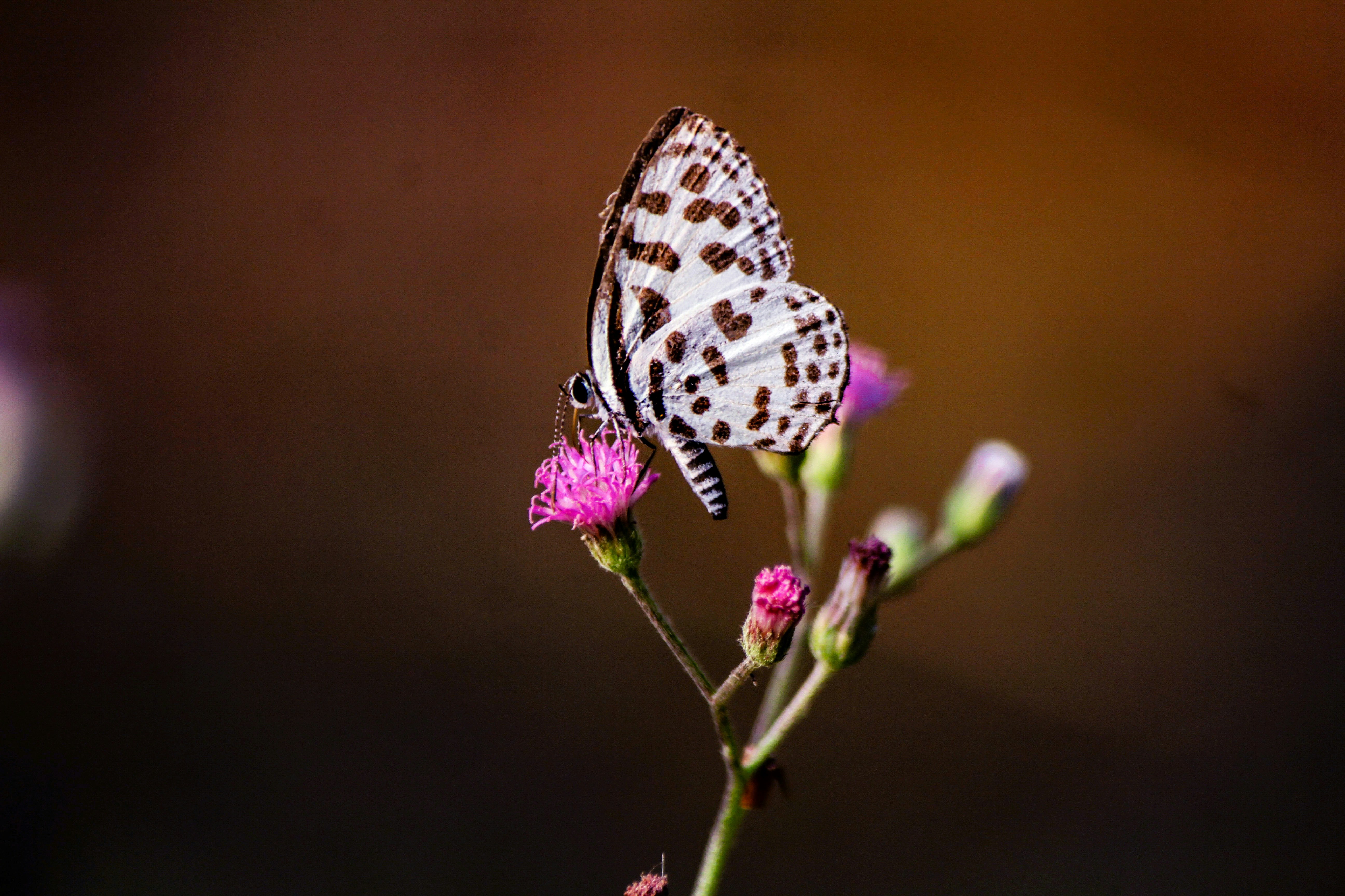 Photo by mobesher