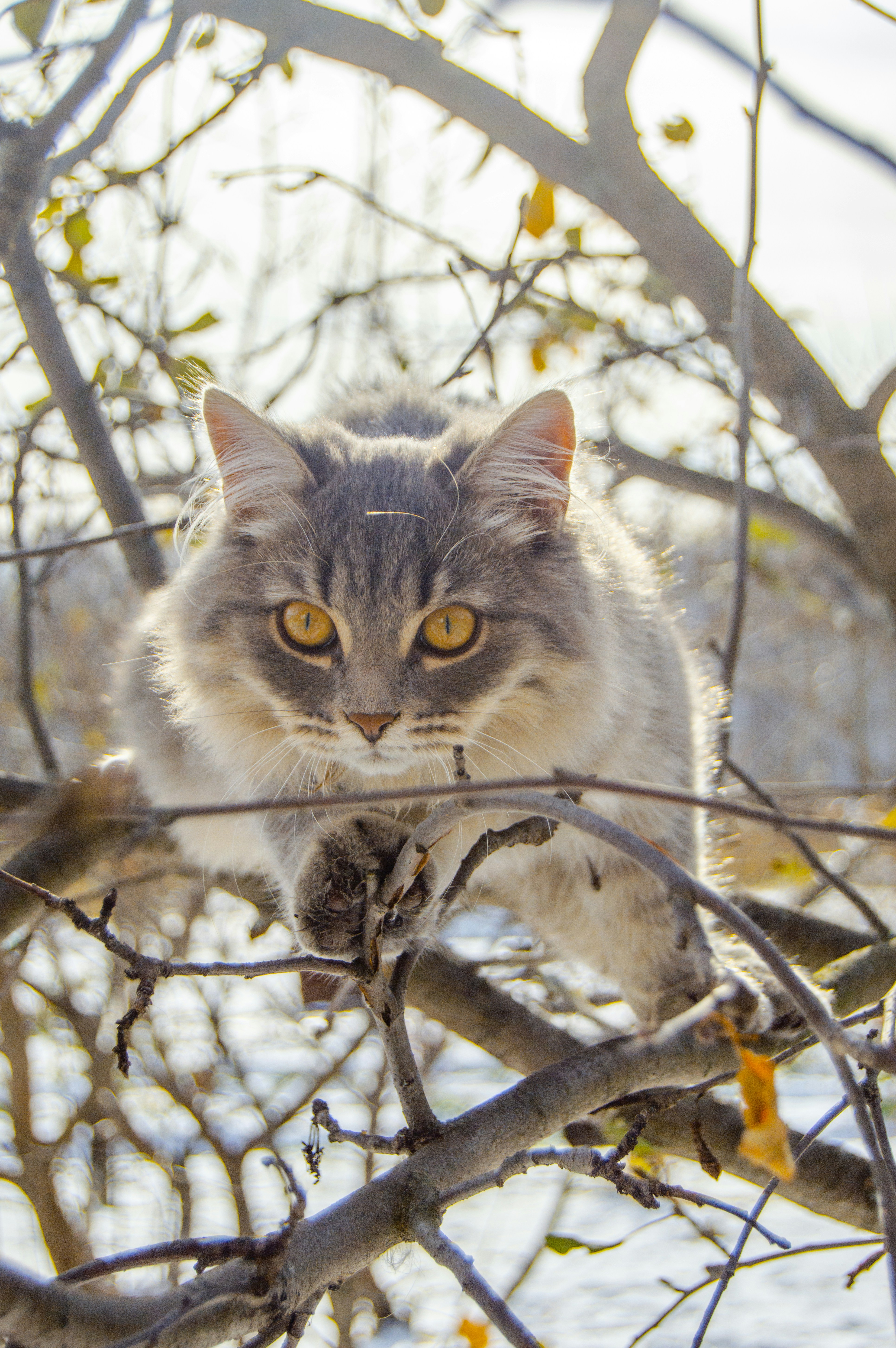 Photo by frosted_vulpes_ferrilata