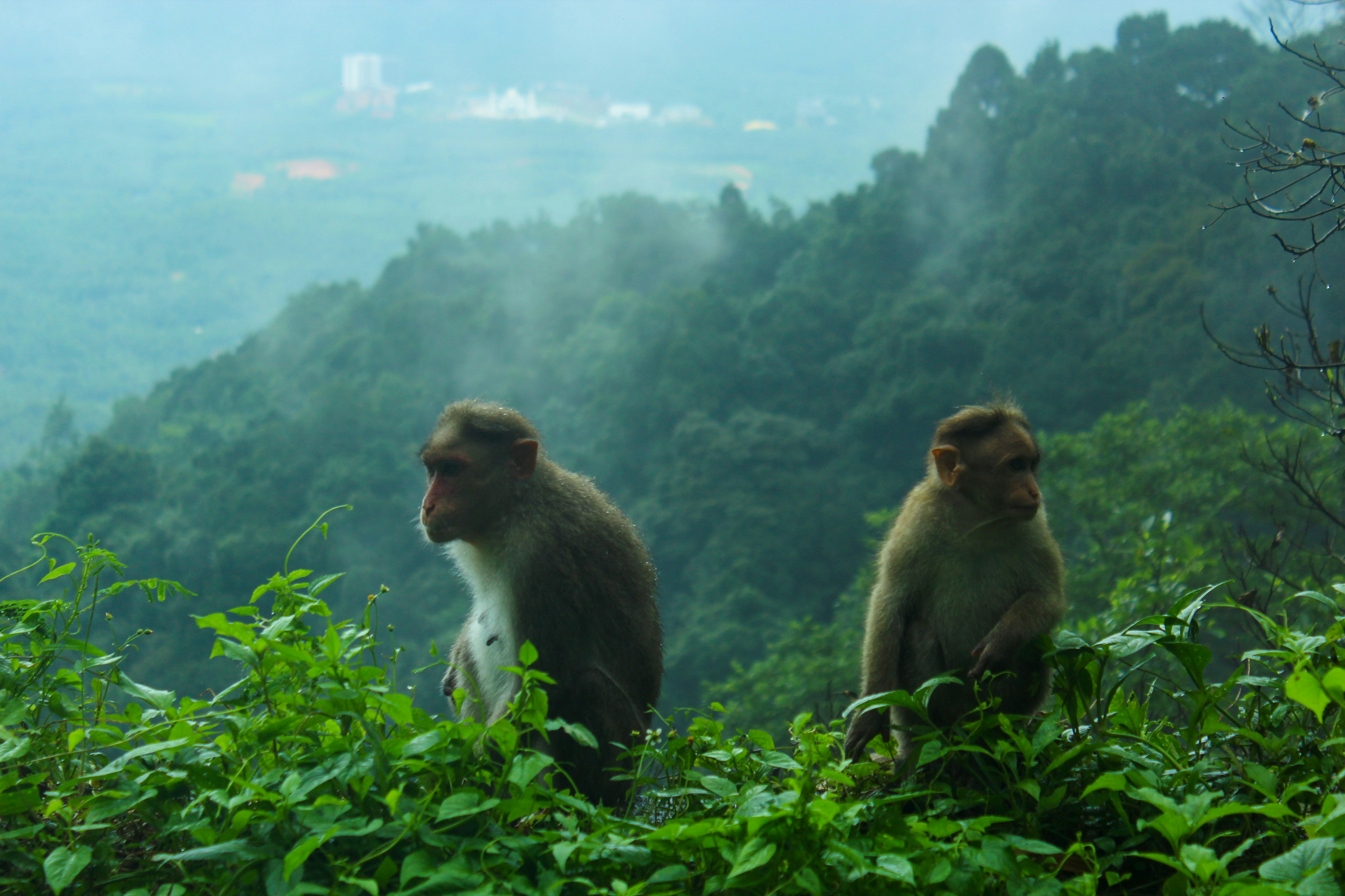 A couple of monkeys sitting on top of a lush green hillside