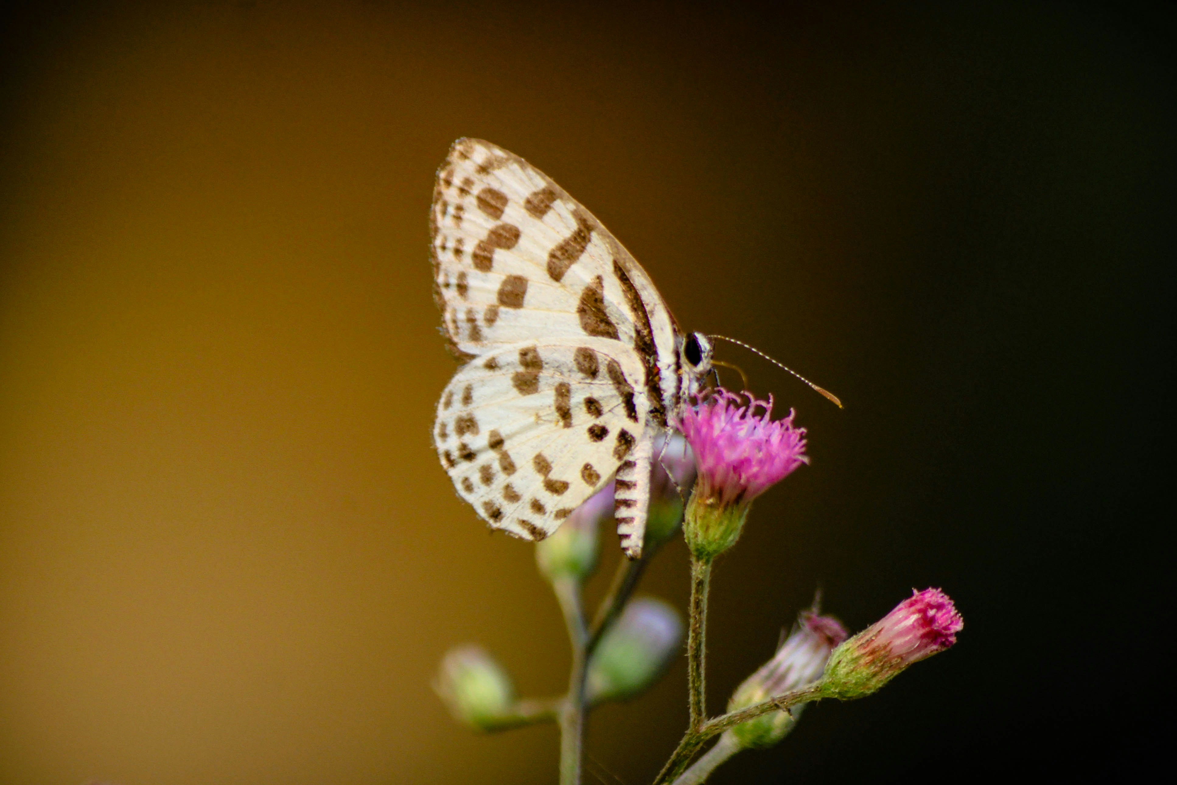 Photo by mobesher