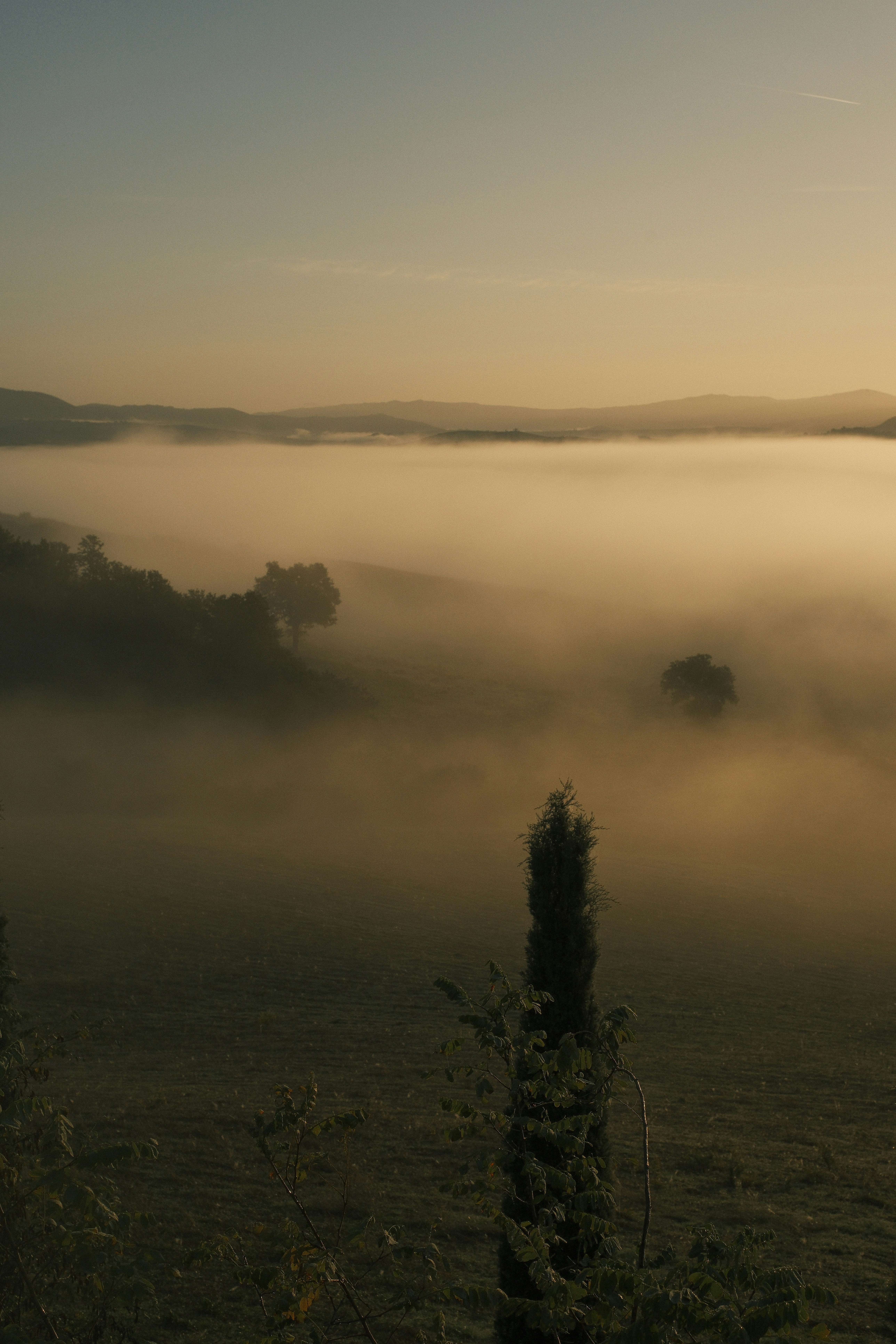 A foggy field with trees in the foreground