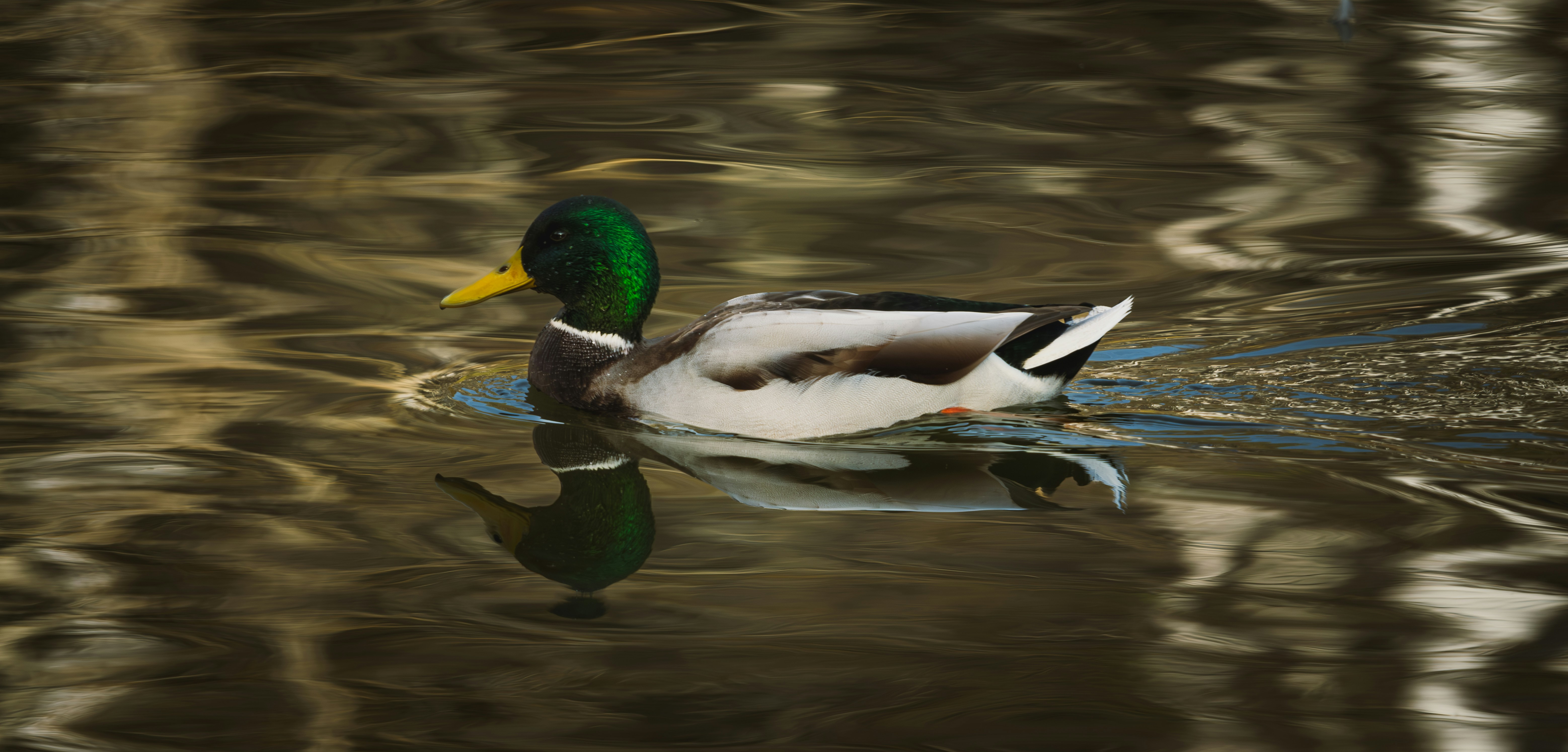 Photo by icarusbless