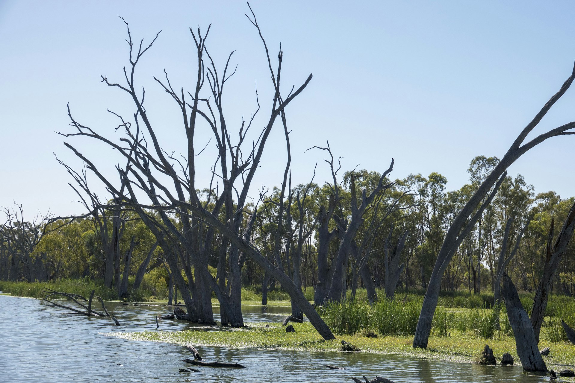 Floodplain woodland with evening light filtering through trees