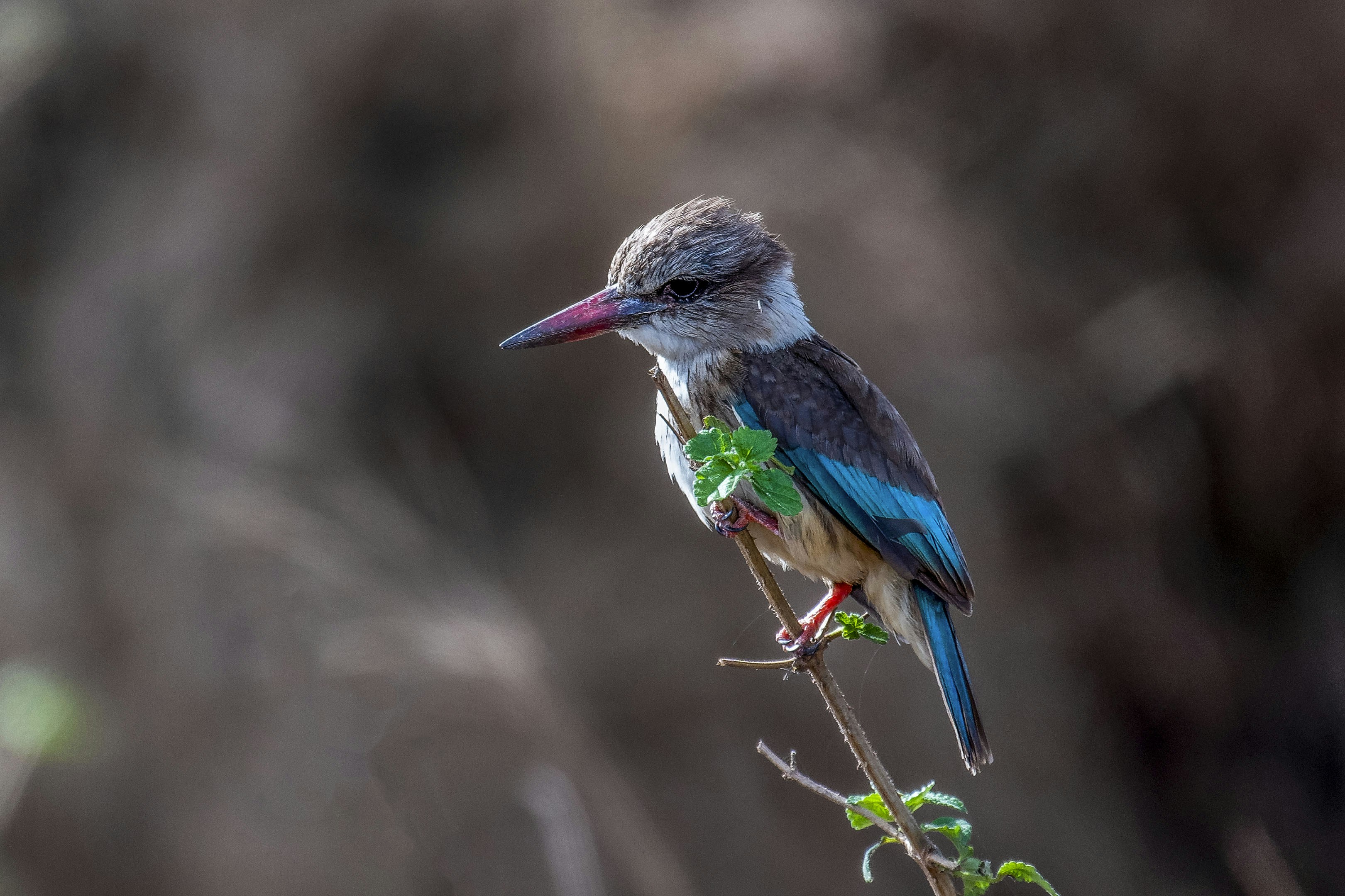 African Dwarf Kingfisher Guesthouse