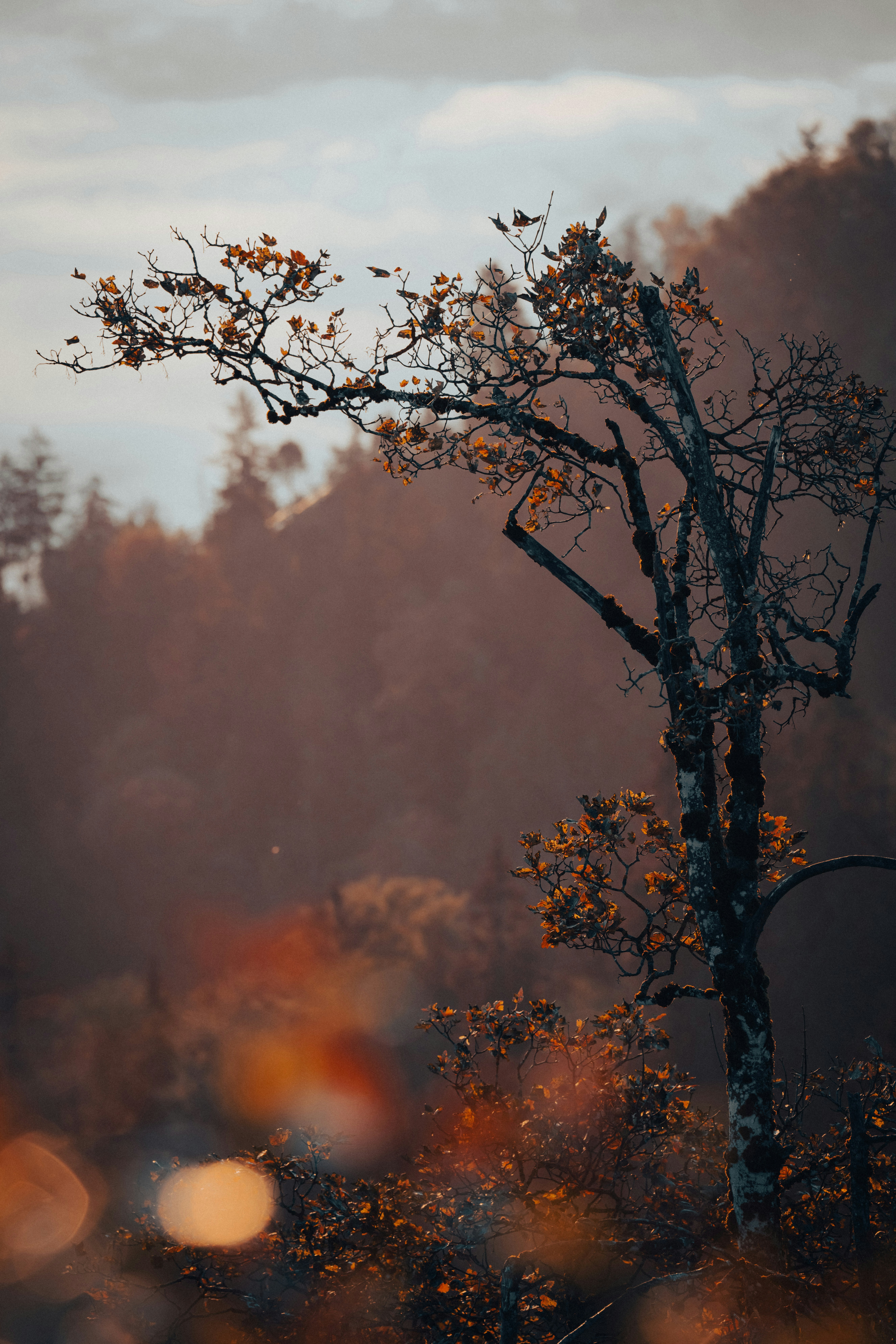 A lone tree in the middle of a forest