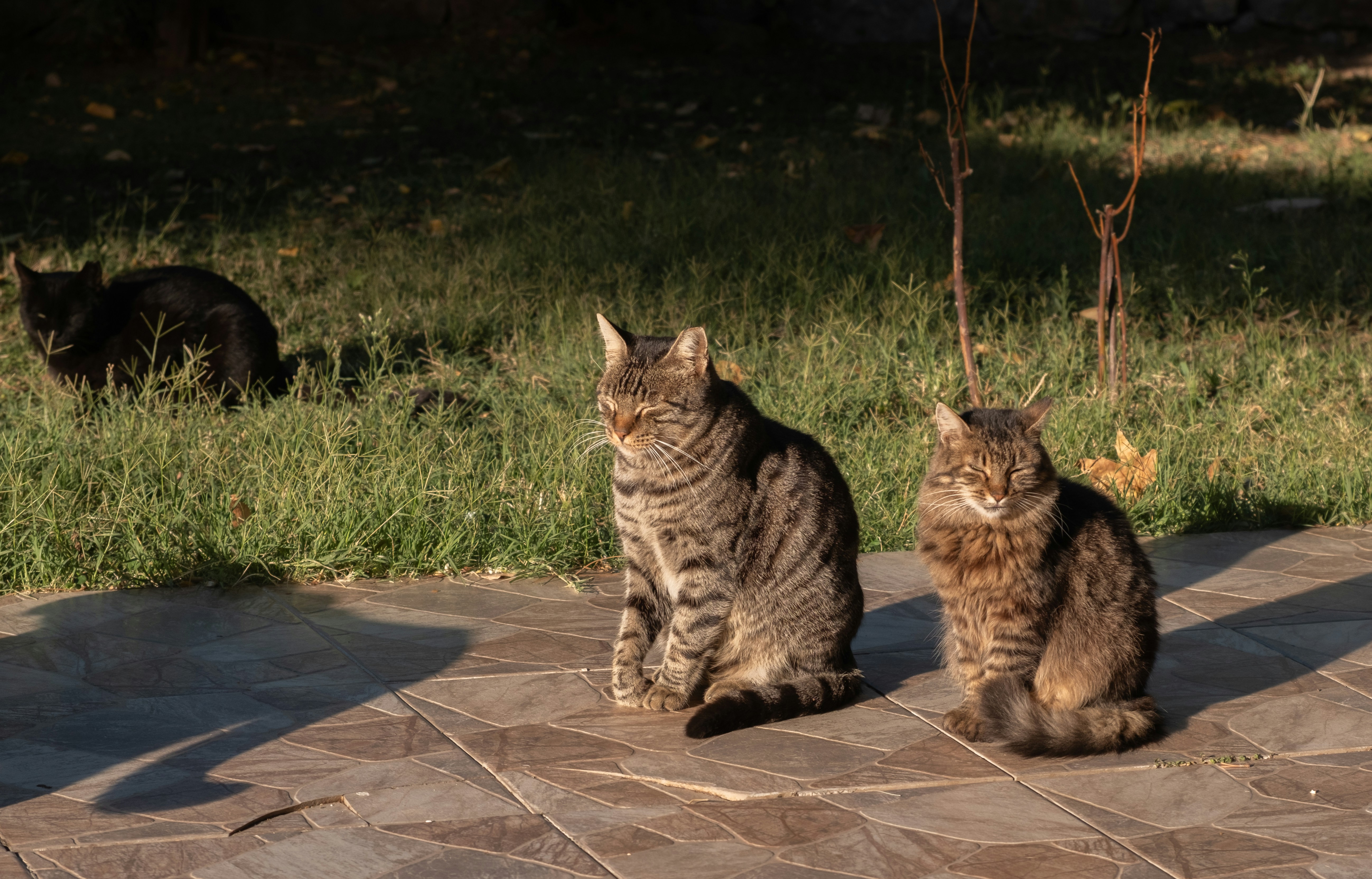 The Multi-Cat Household Reality Check (image credits: unsplash)