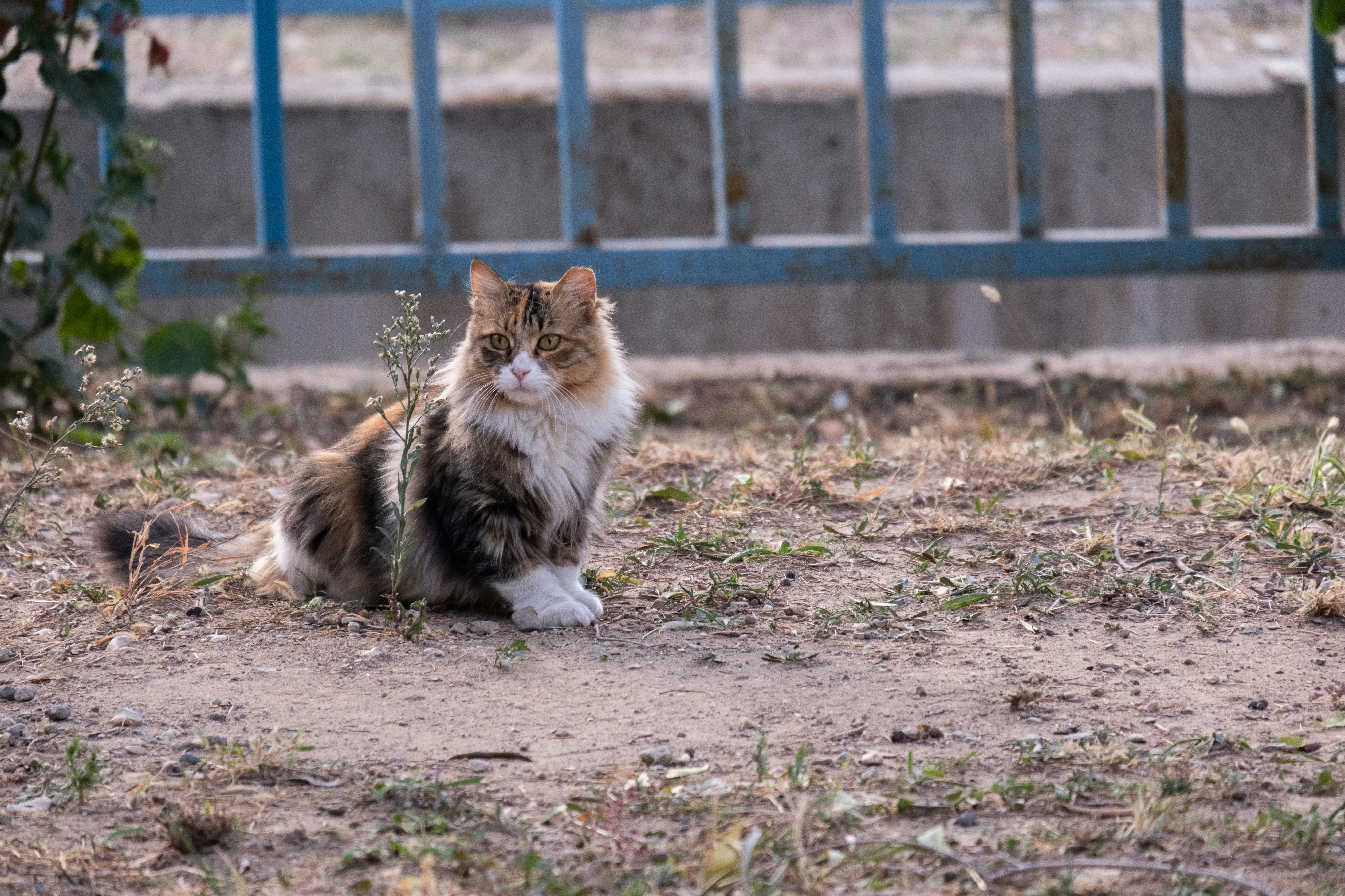 A cat sitting on the ground in front of a gate