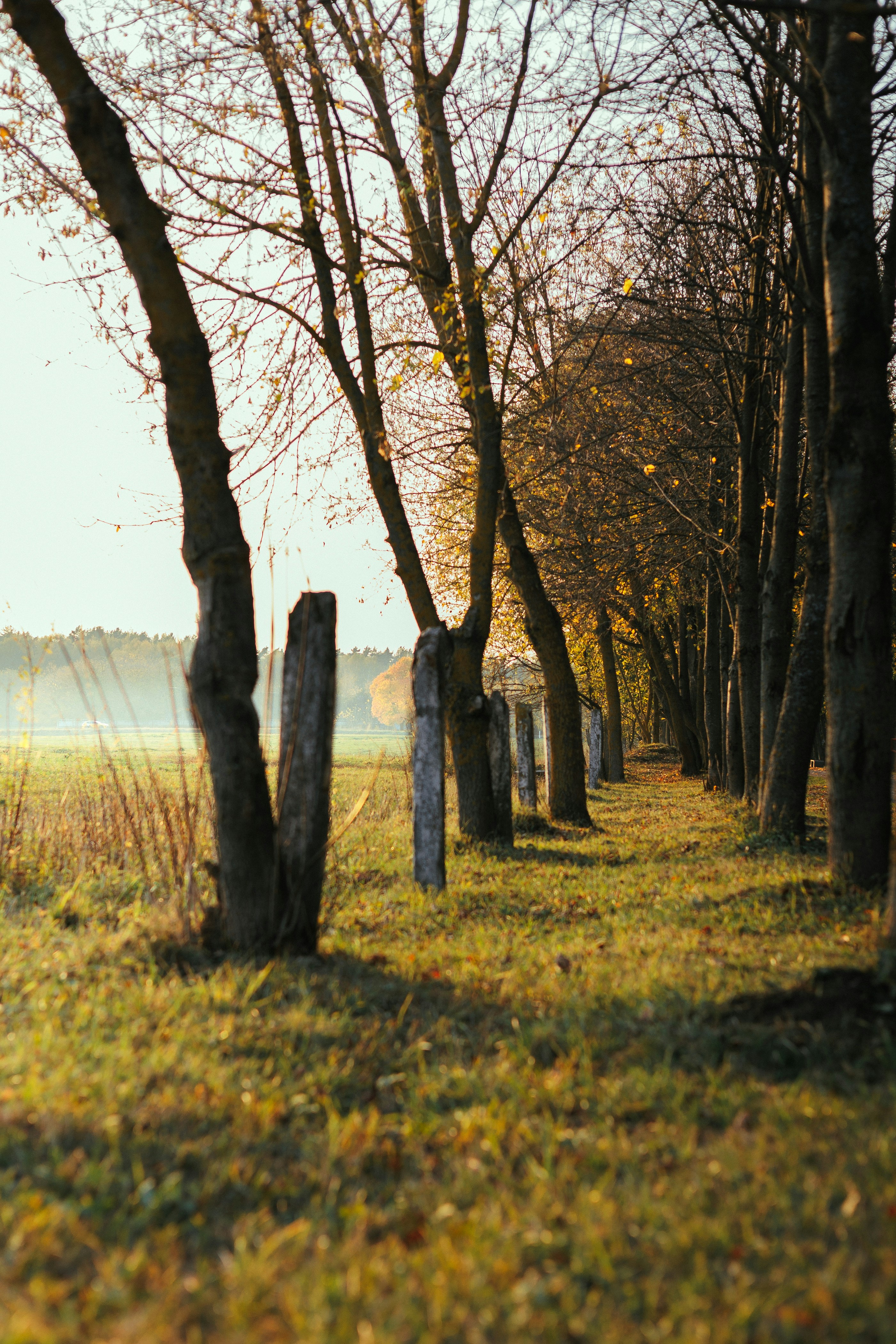 Uma fileira de árvores em um campo gramado