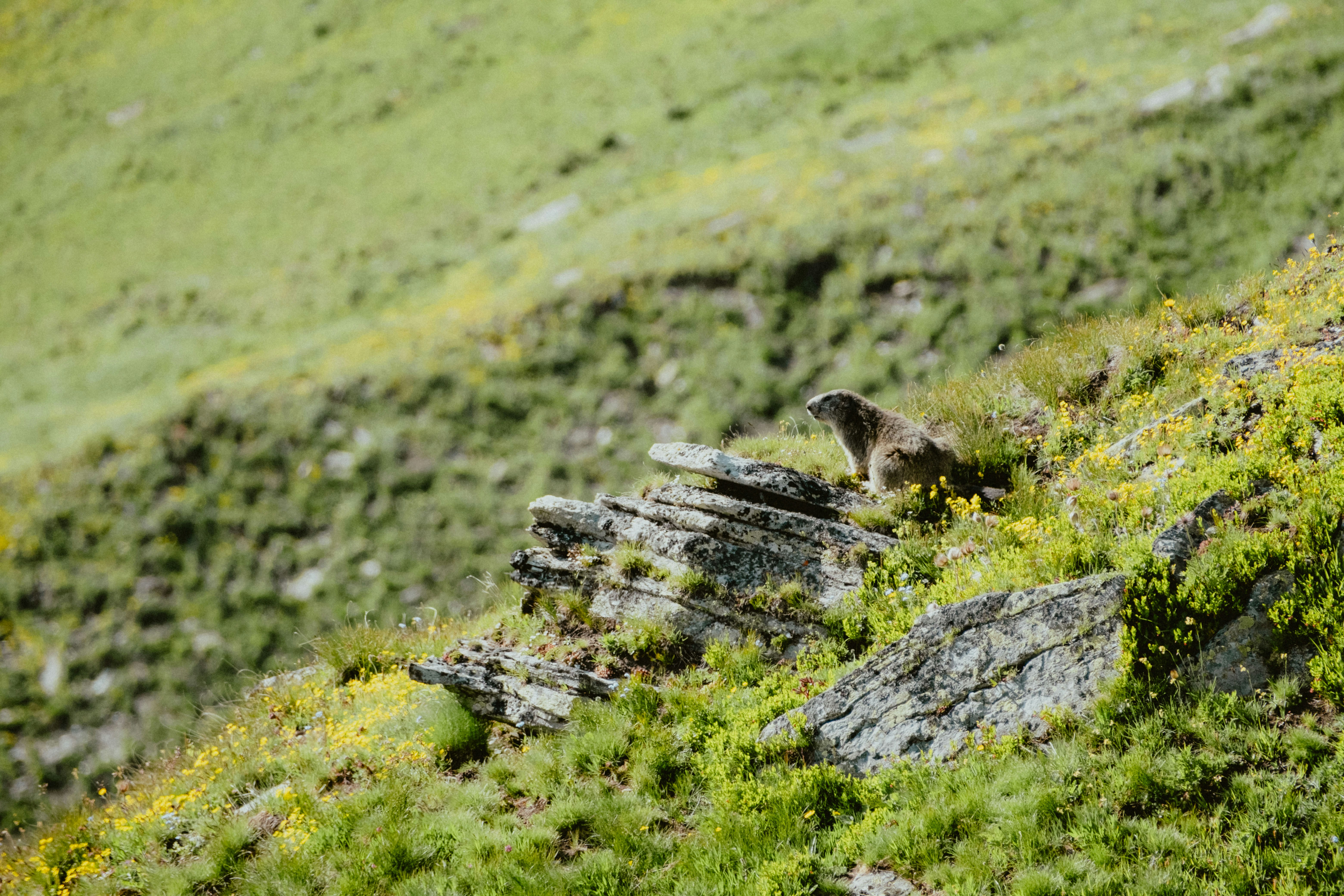 Conservation efforts for mouflon and griffon vulture
