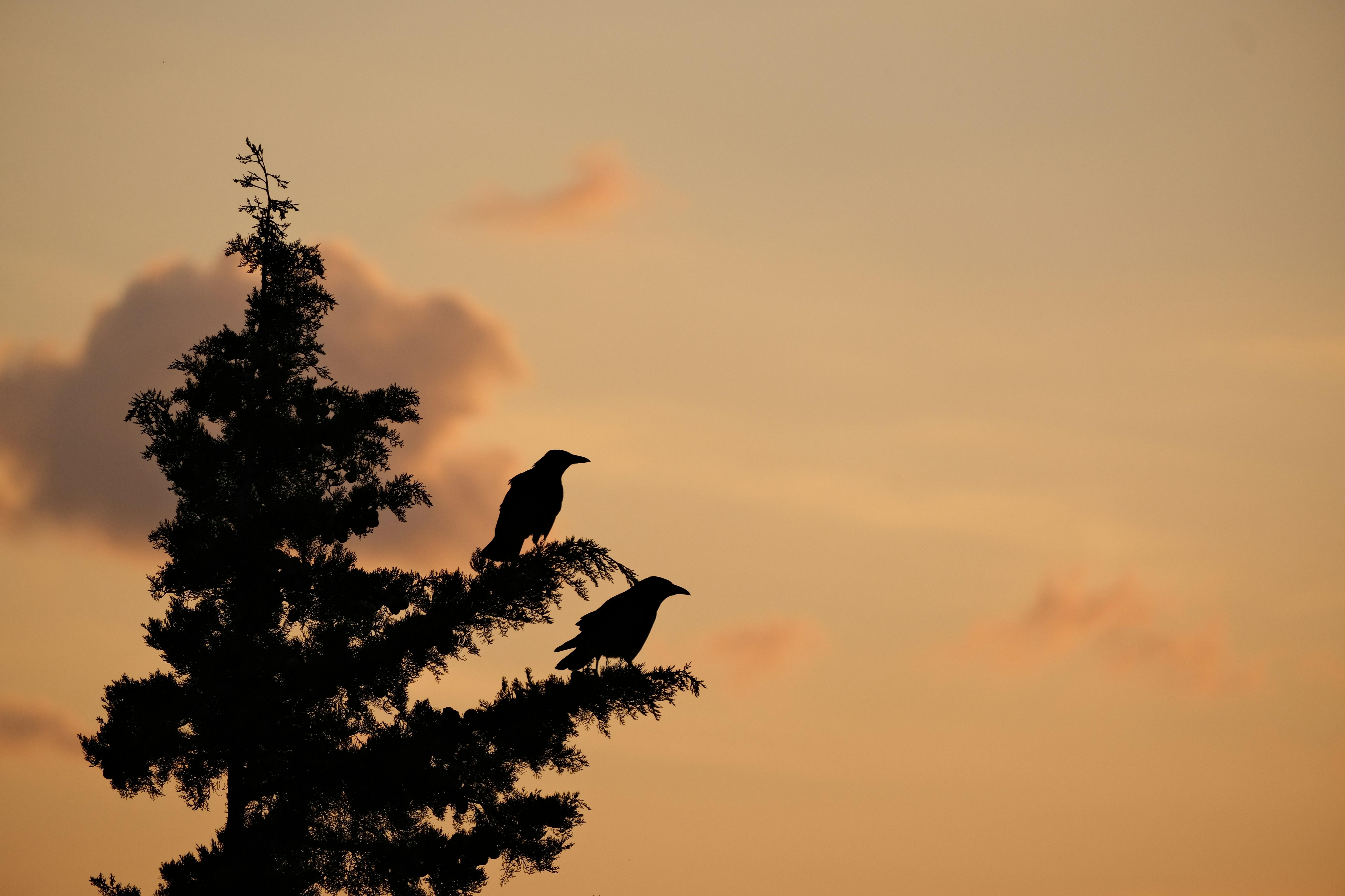 Photo by irfansimsar