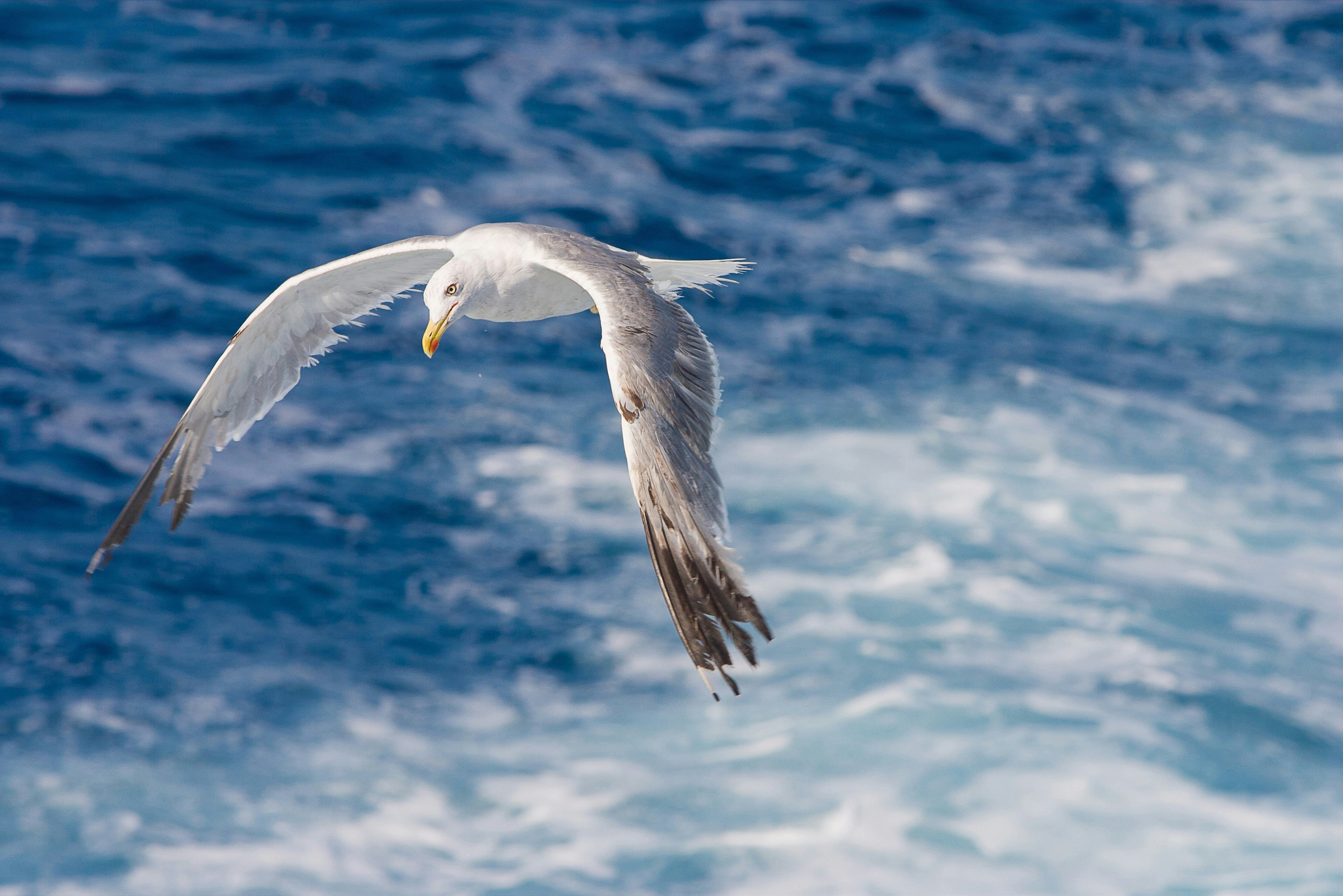 Photo by cristianocaligaris