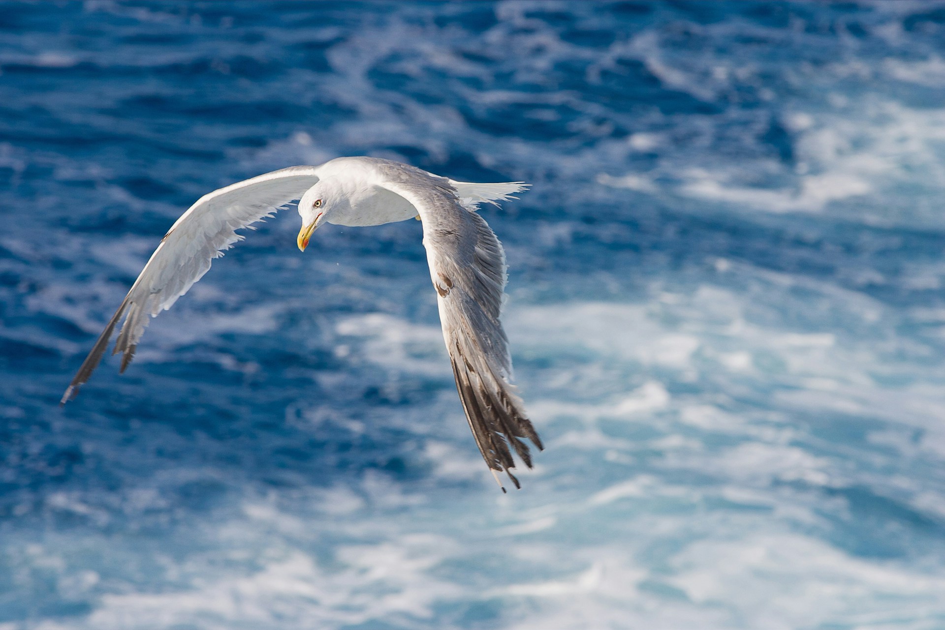 A seagull flying over a body of water