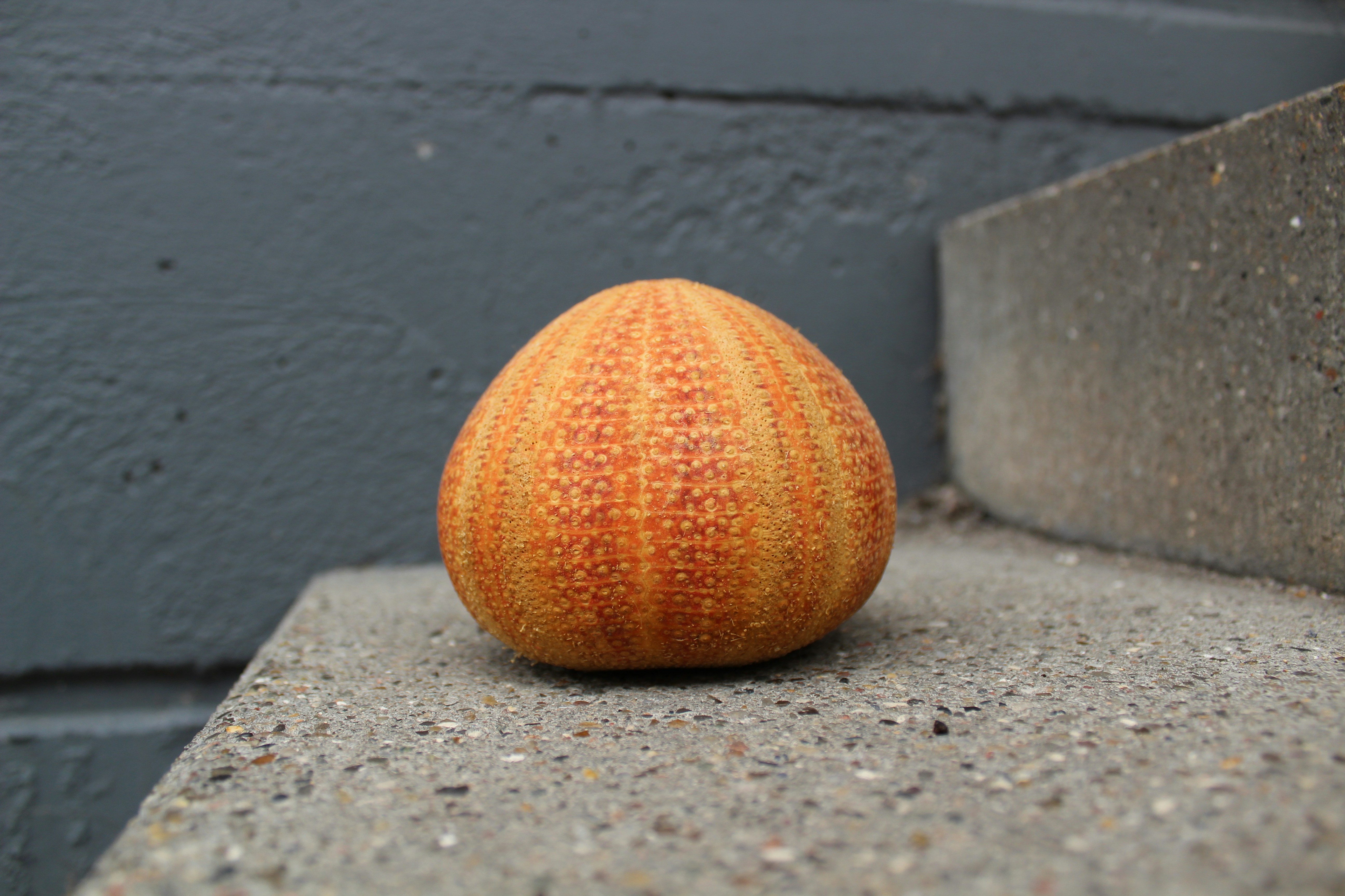 A small orange object sitting on the ground