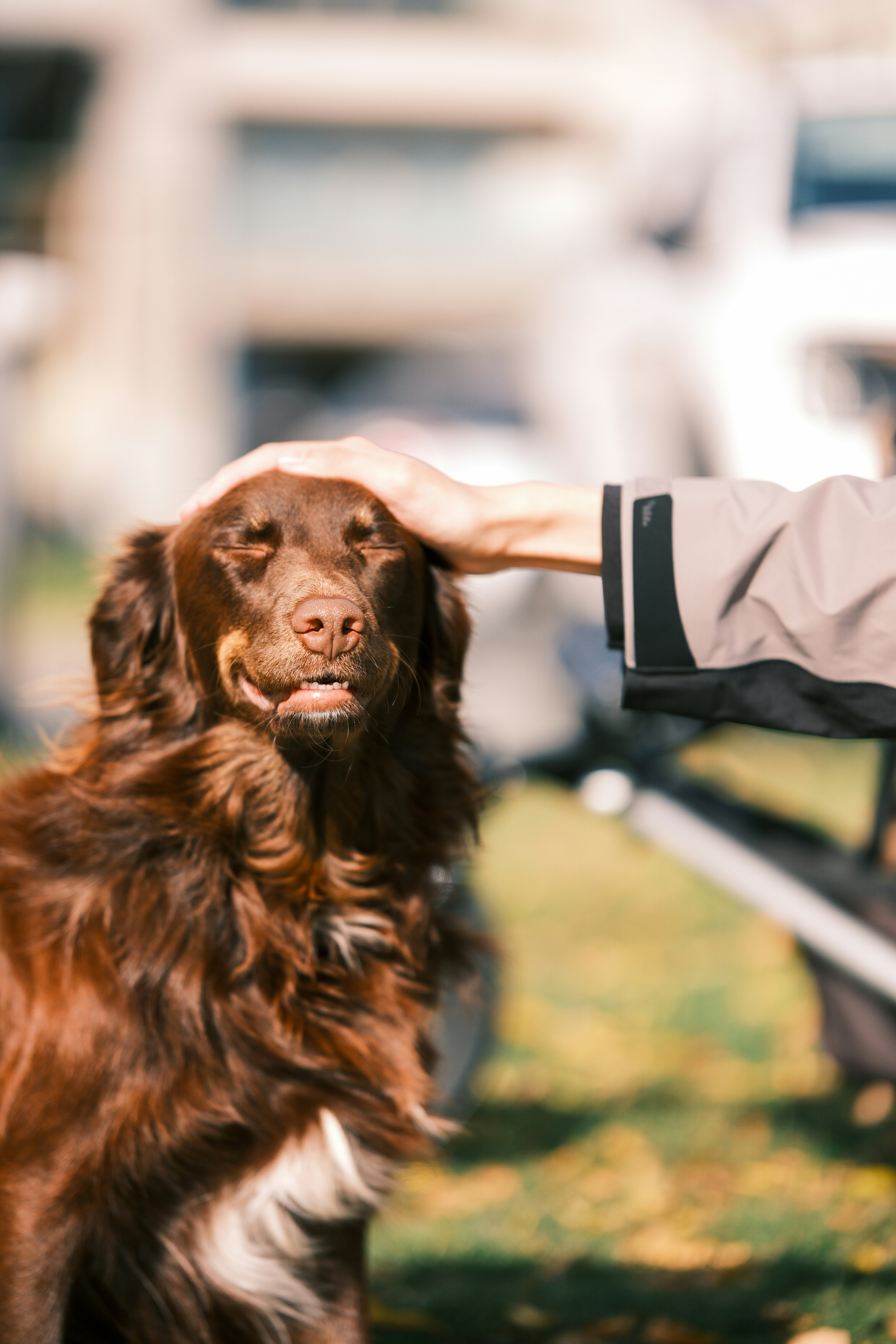 A Golden Retriever service dog wearing a vest sitting beside a wheelchair user
