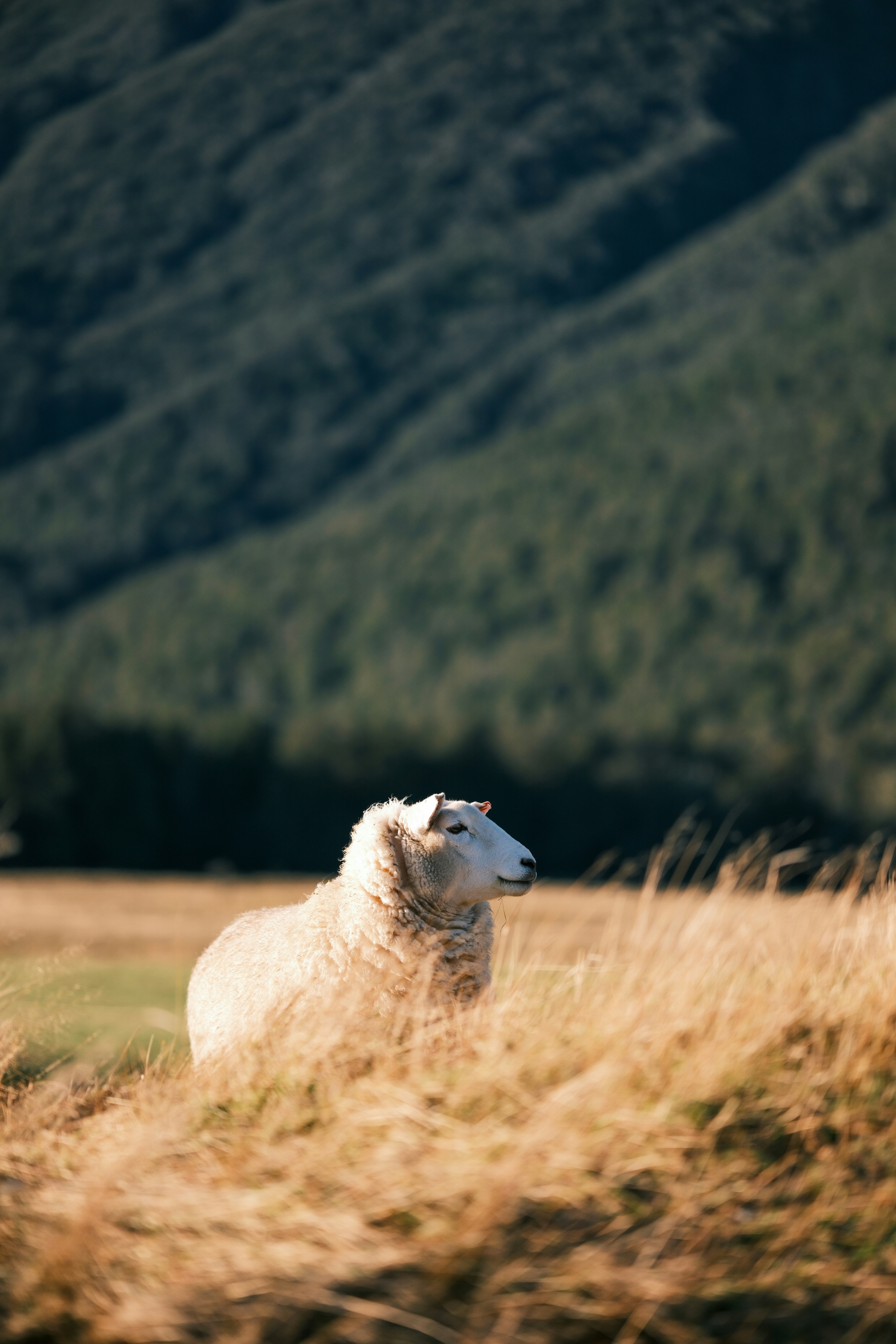 A sheep laying in a field of tall grass