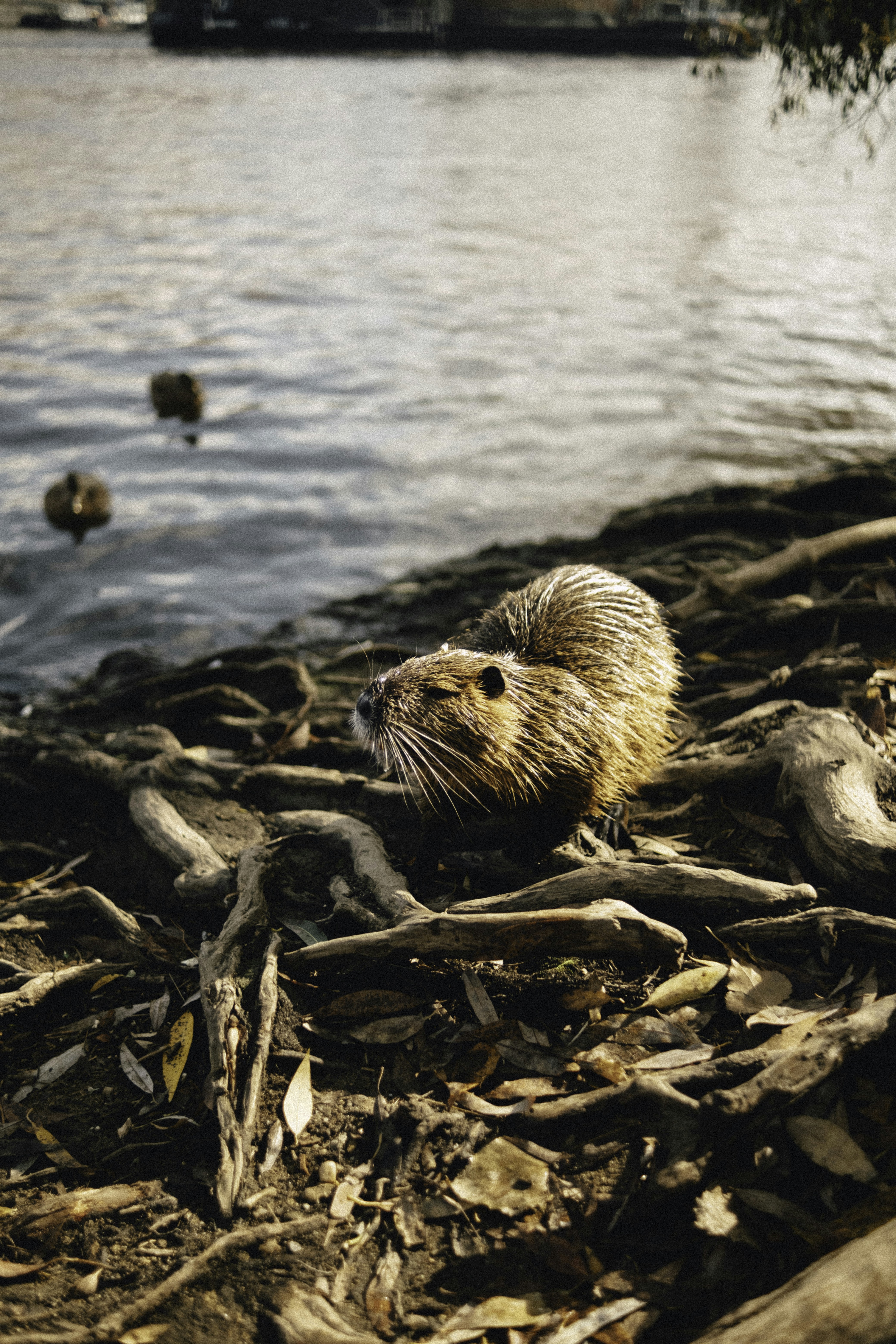 A beaver sitting on the ground next to a body of water photo – Free ...