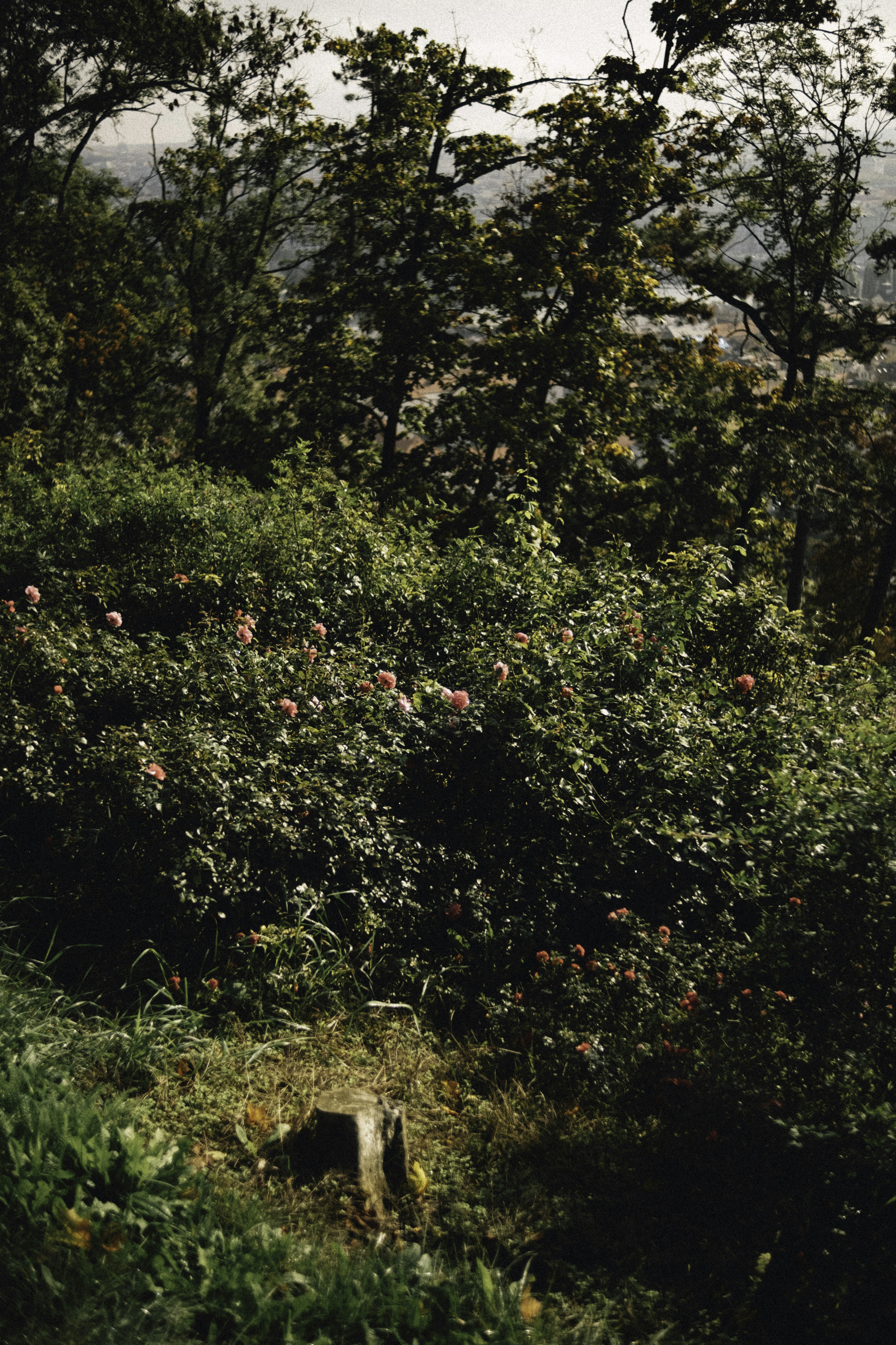 Photo by martin_siblik