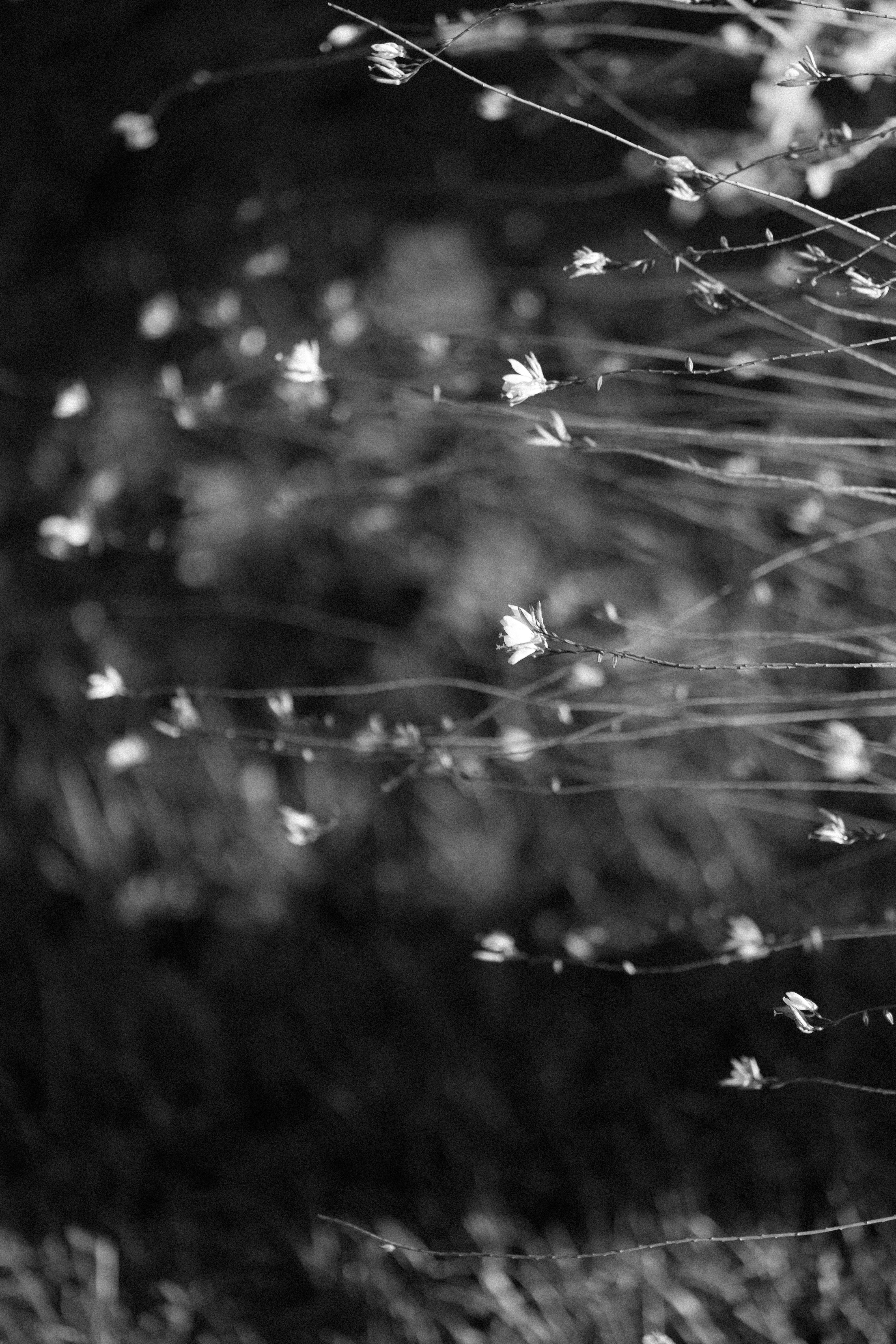 Photo by magicalninja