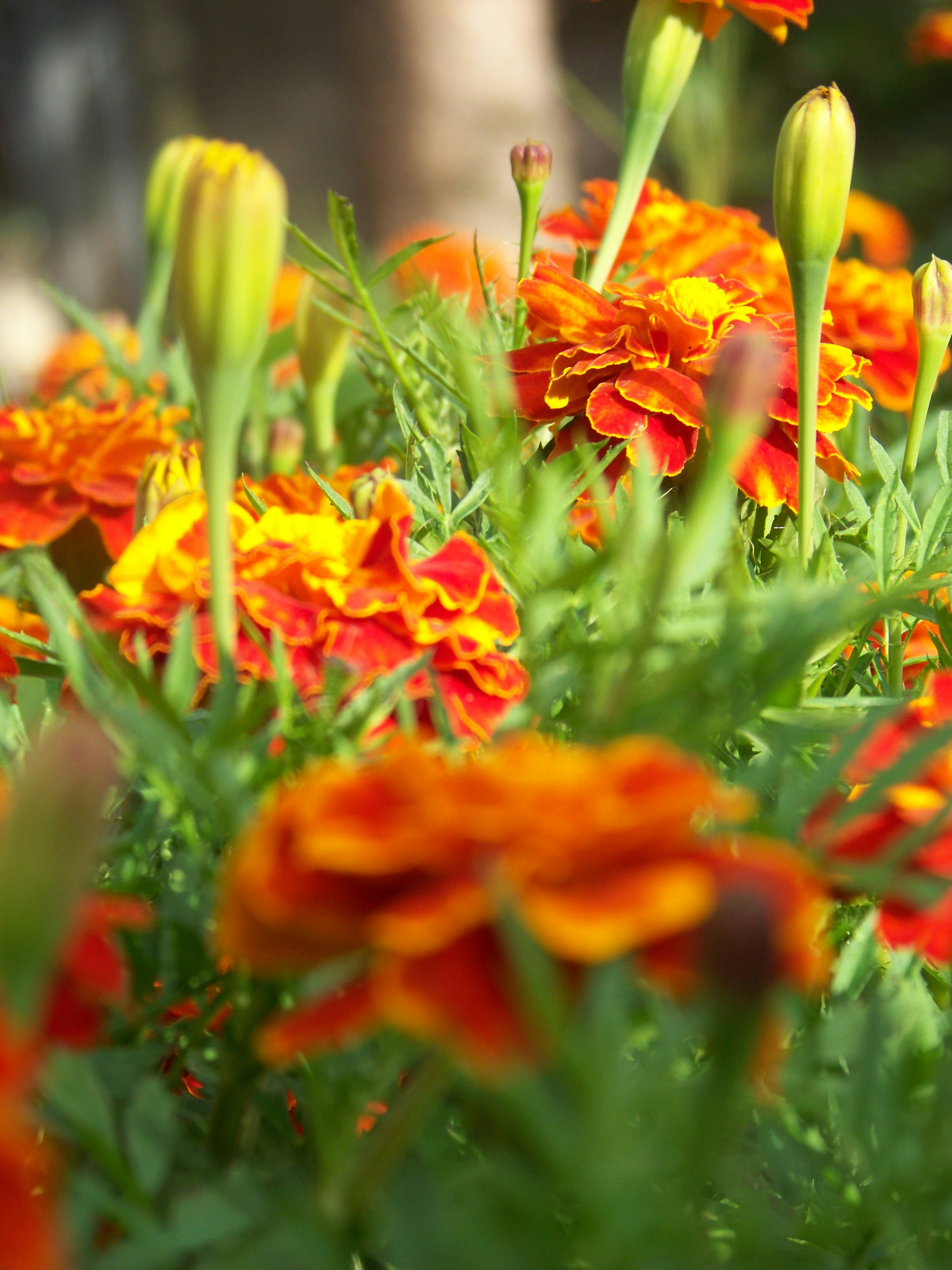 Photo by magicphotographyofnature