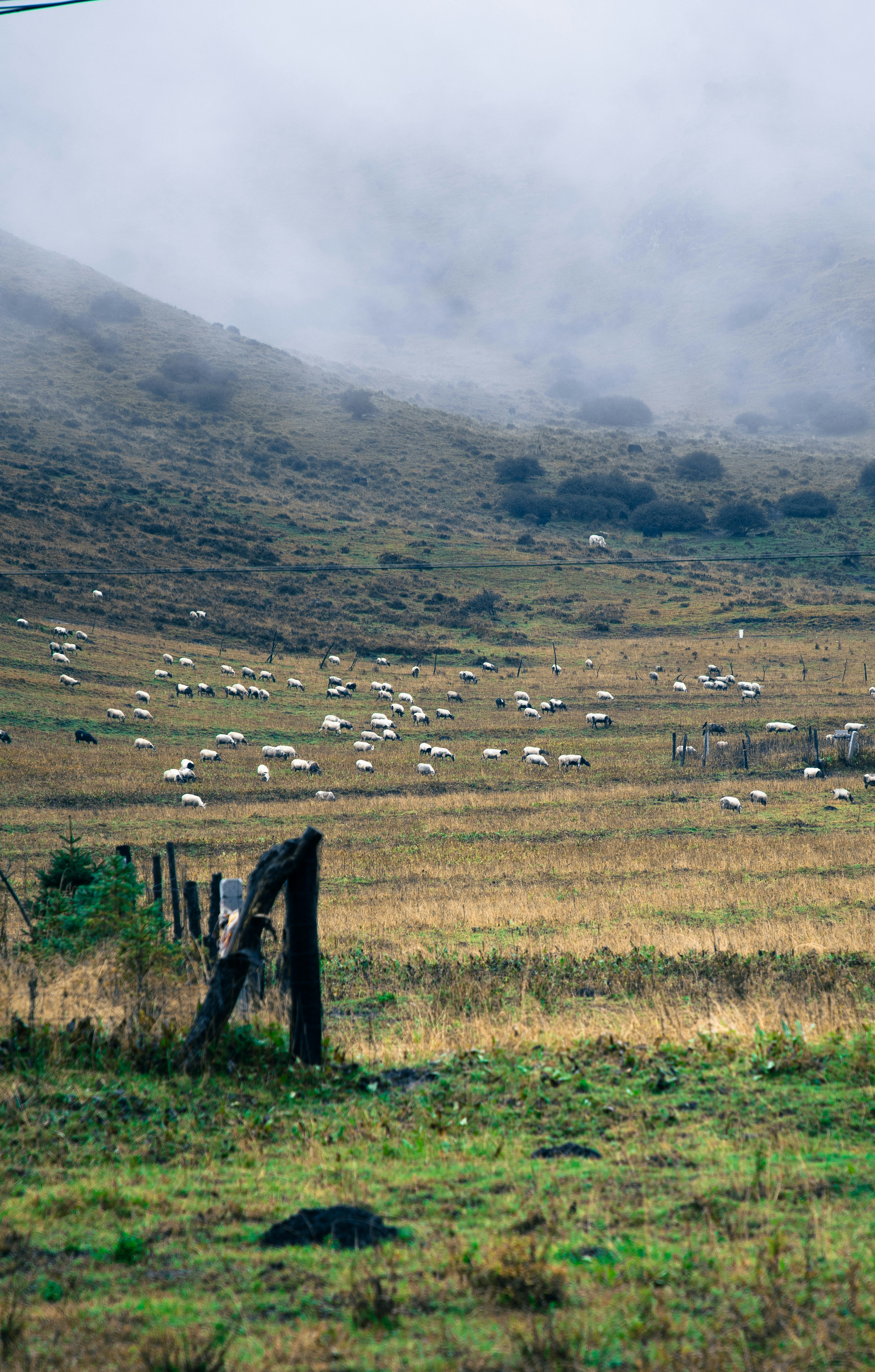 A herd of sheep grazing on a lush green hillside