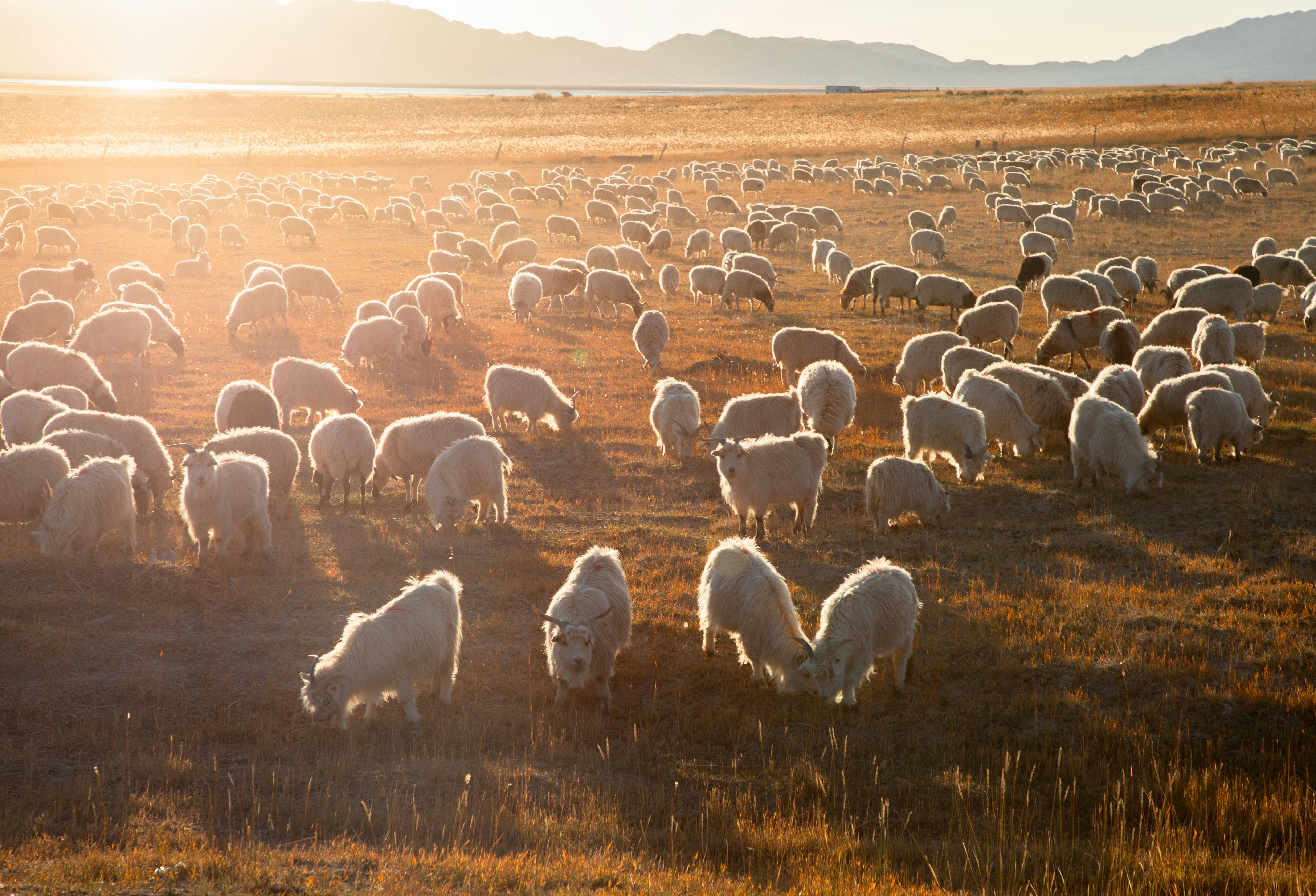 A large herd of sheep grazing in a field