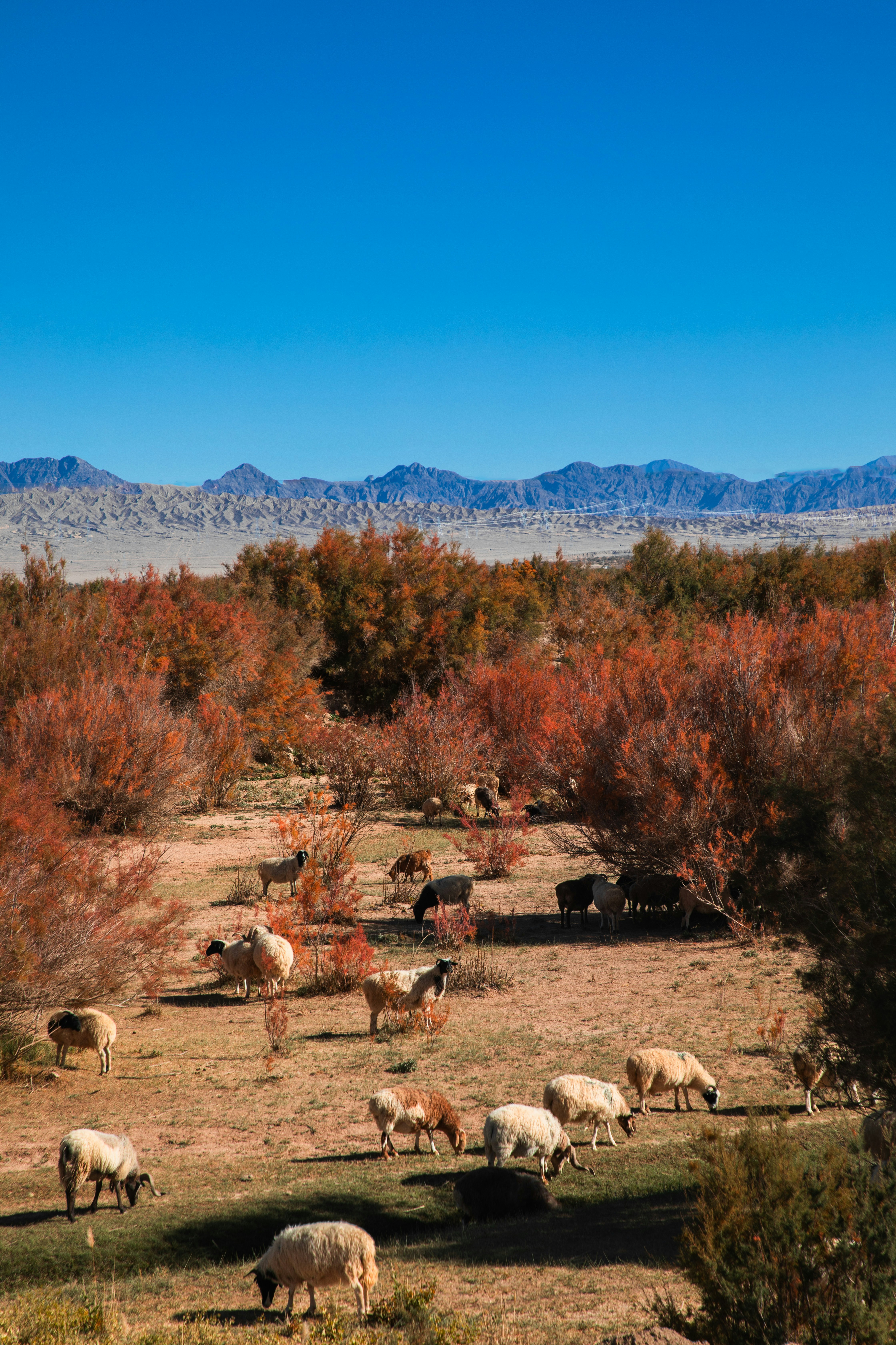 A herd of sheep grazing on a dry grass field