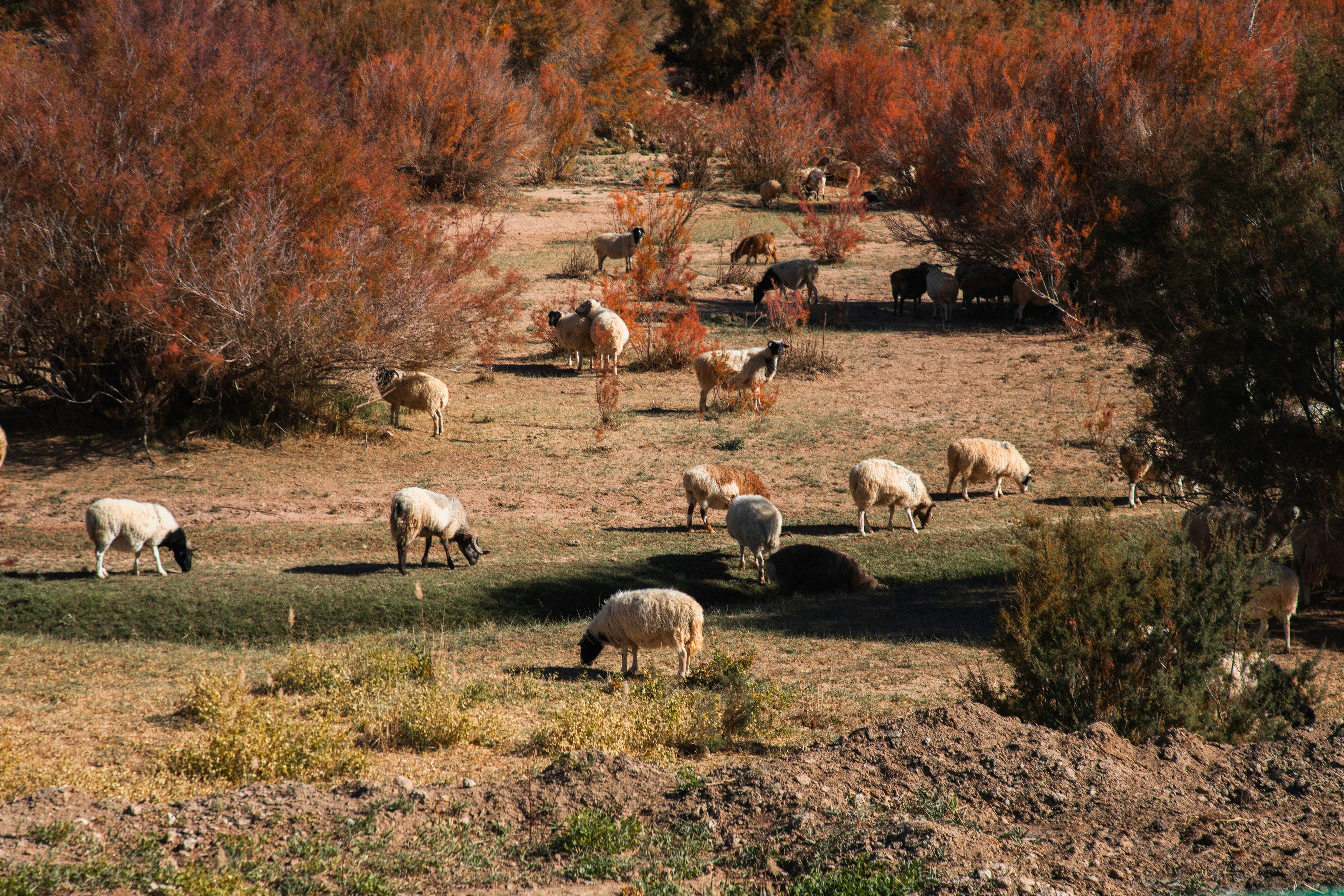 A herd of sheep grazing on a dry grass field