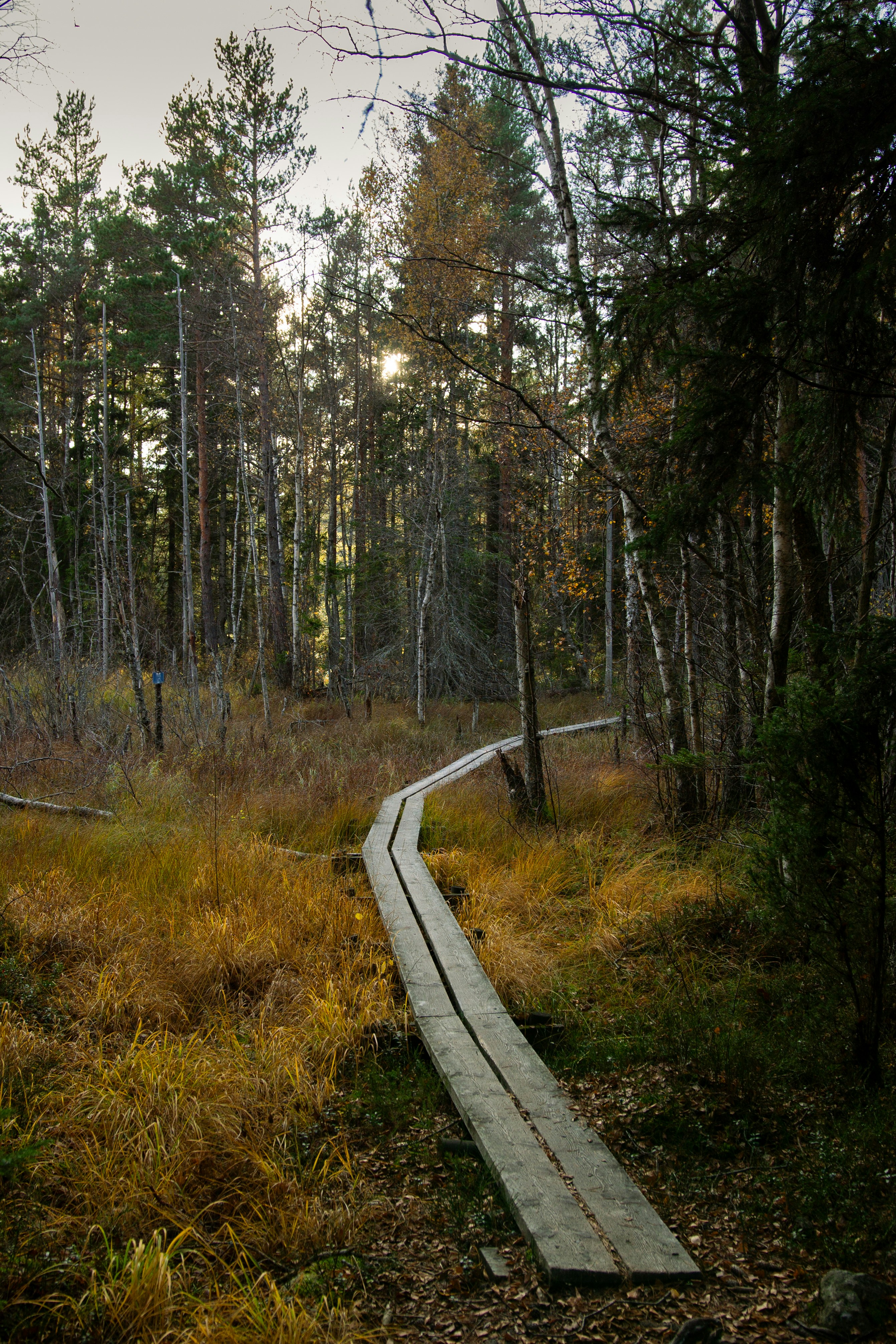 A wooden path in the middle of a forest